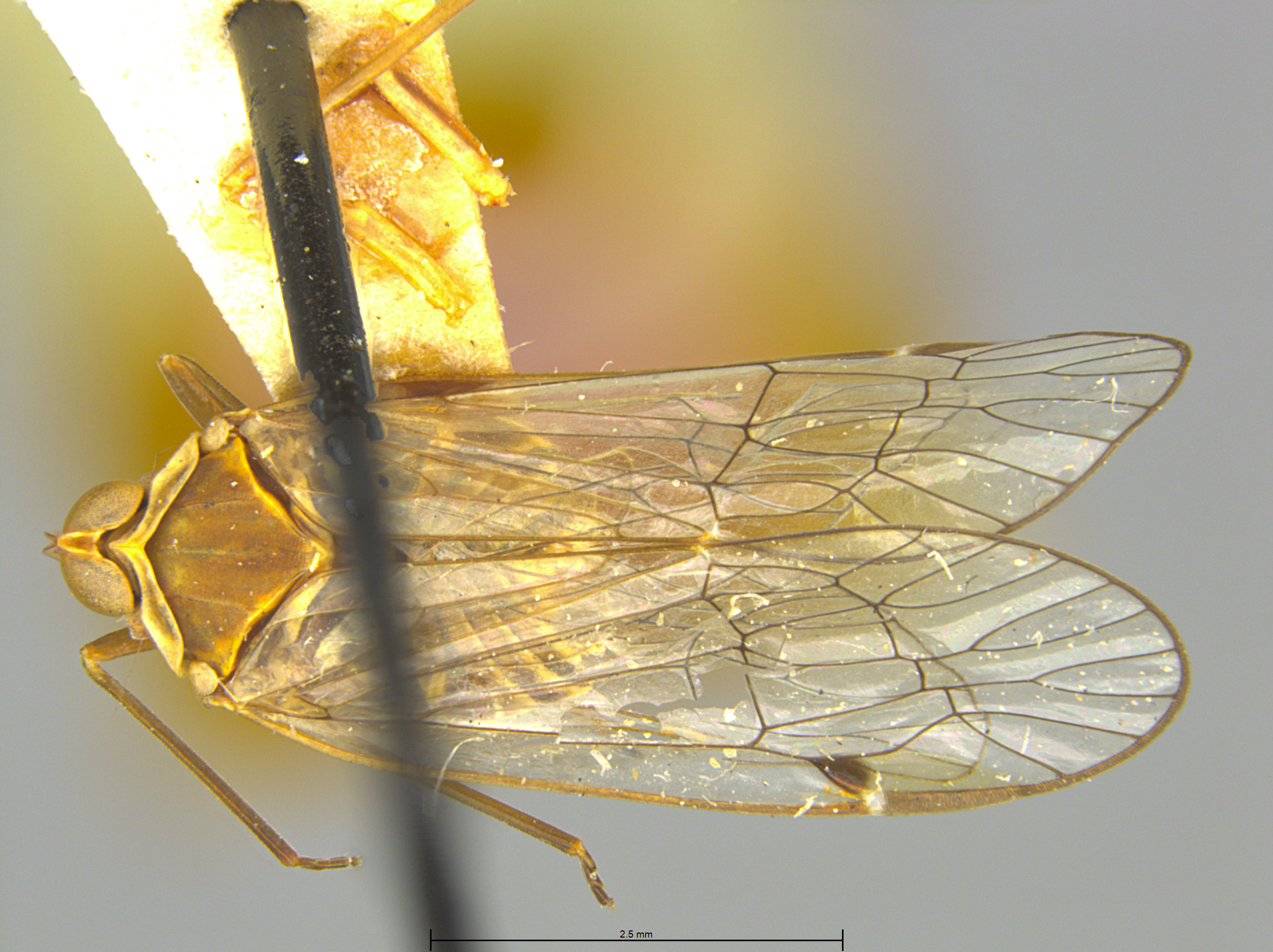 Habitus, dorsal view: (Observation).