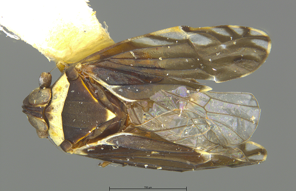 Habitus, dorsal view: !! display not done !! on Atopocixius collaris Fennah, 1945: (Observation).
