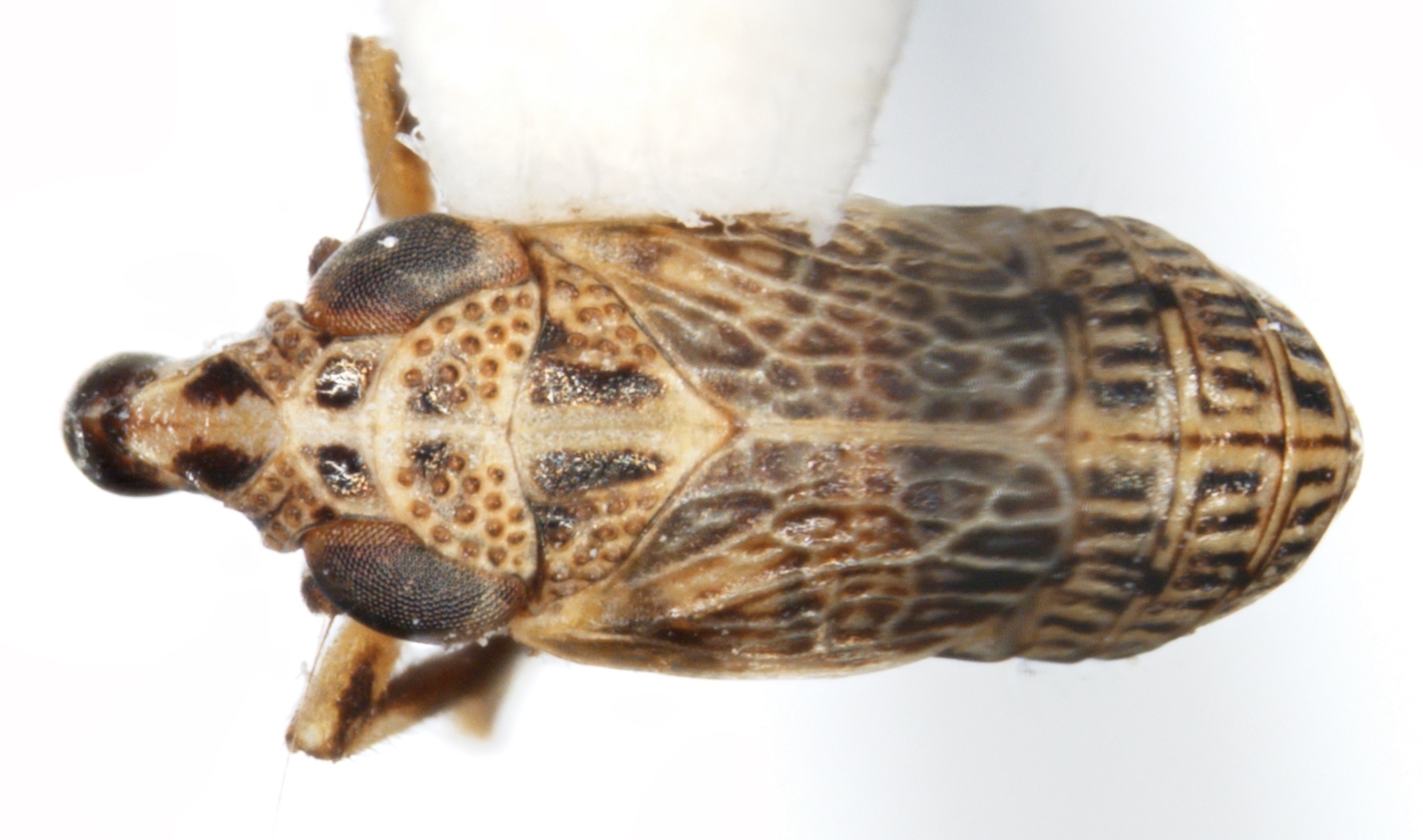 Habitus, dorsal view: !! display not done !! on Fitchiella robertsonii (Fitch, 1856): (Observation).