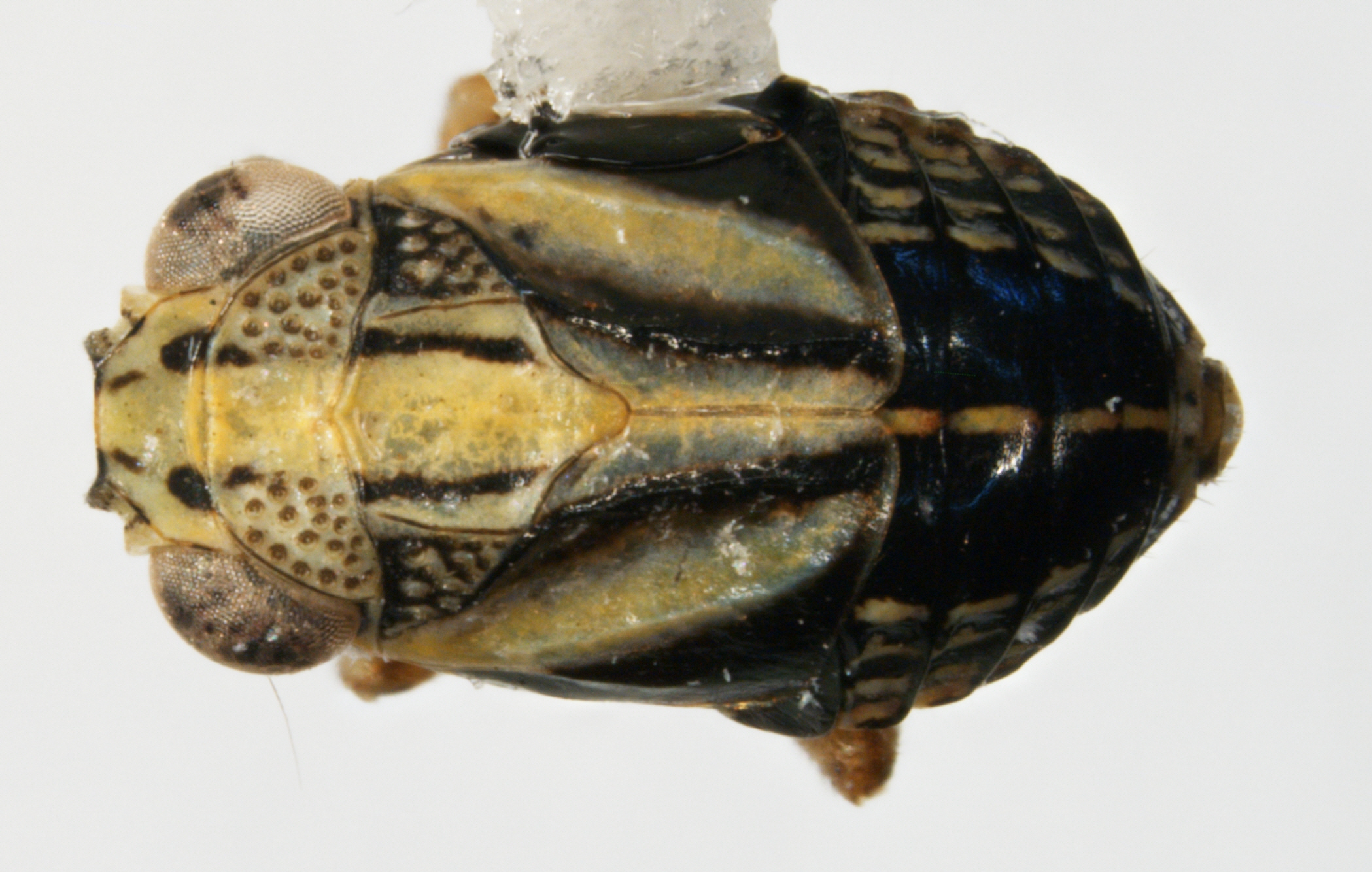 Habitus, dorsal view: !! display not done !! on Nenema bivittatum (Ball, 1902): (Observation).