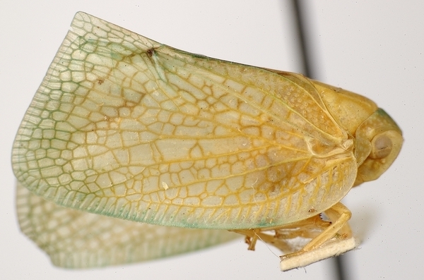 Habitus, lateral view: !! display not done !! on Cryptoflata hera Linnavuori, 1973: (Observation).