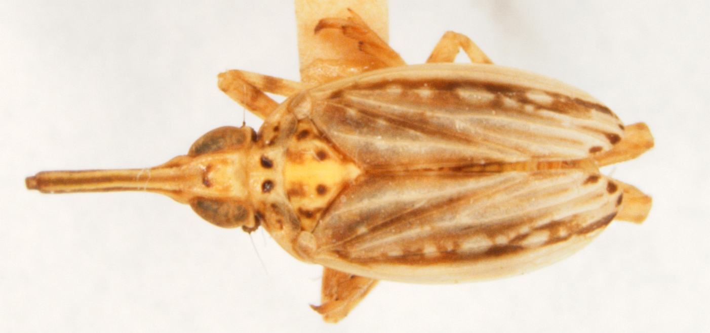 Habitus, dorsal view: !! display not done !! on Scolops (Scolops) graphicus Ball, 1930: (Observation).