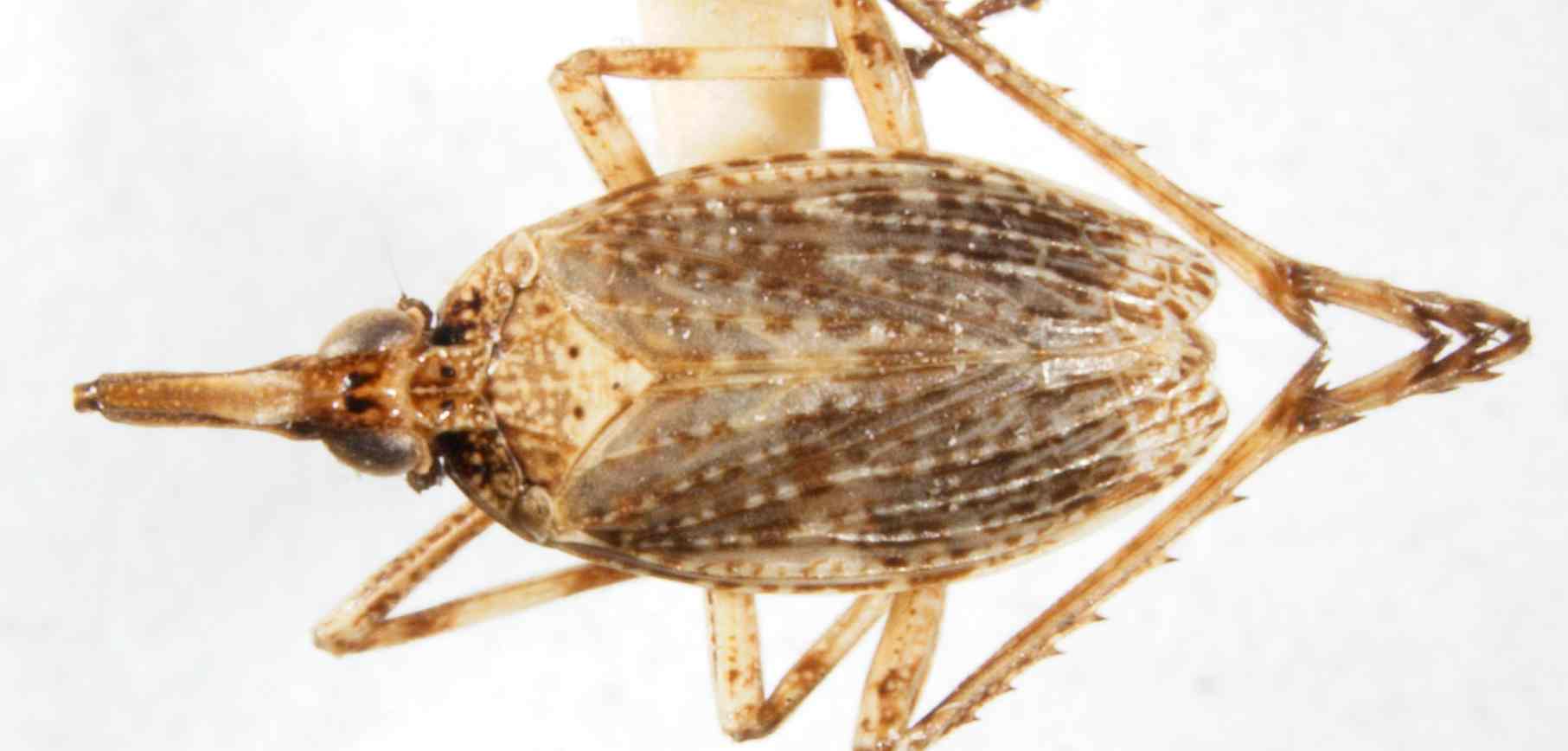 Habitus, dorsal view: (Observation).