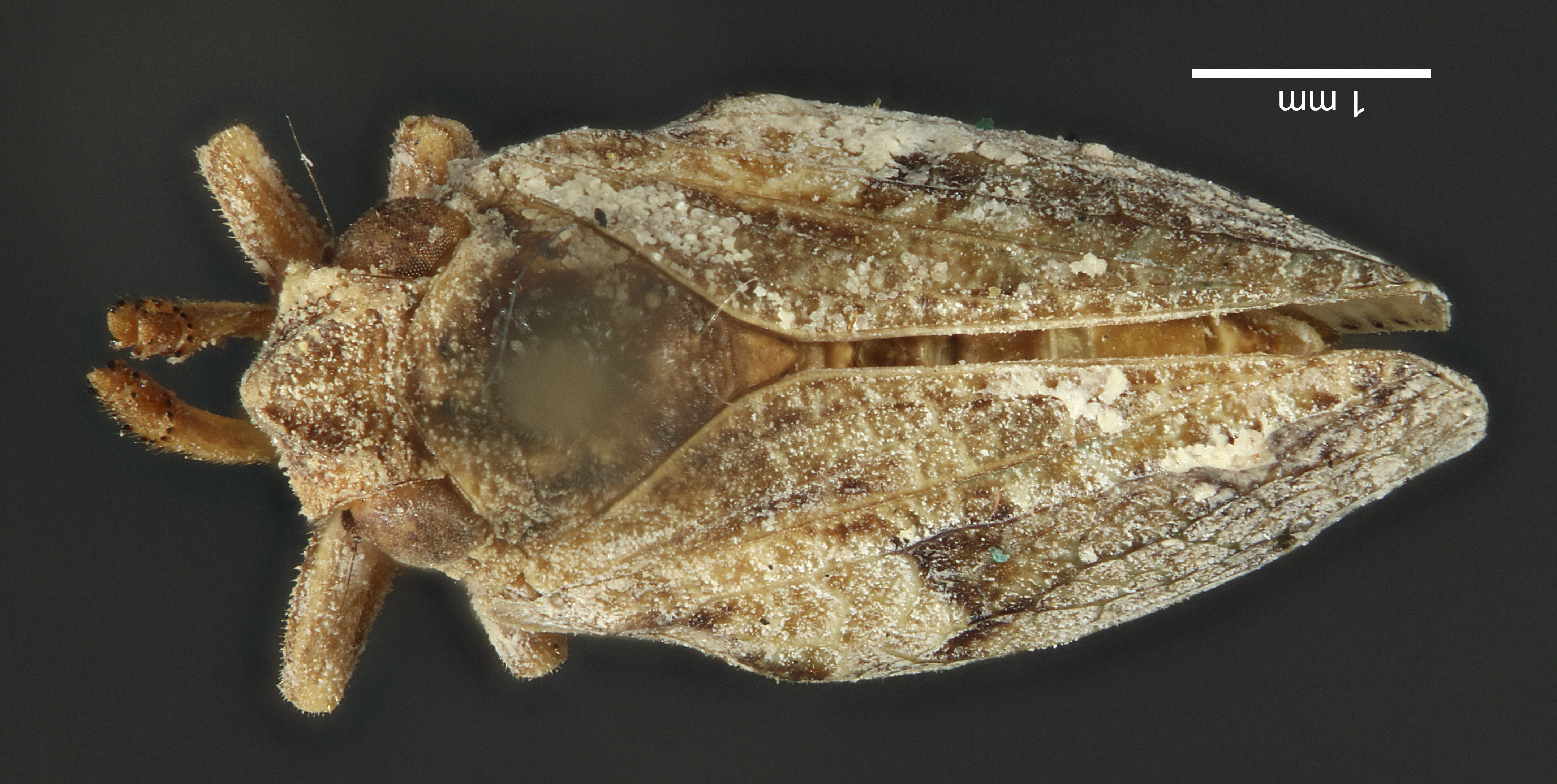 Habitus, dorsal view: !! display not done !! on Philatis cinerea Osborn, 1924: (Observation).