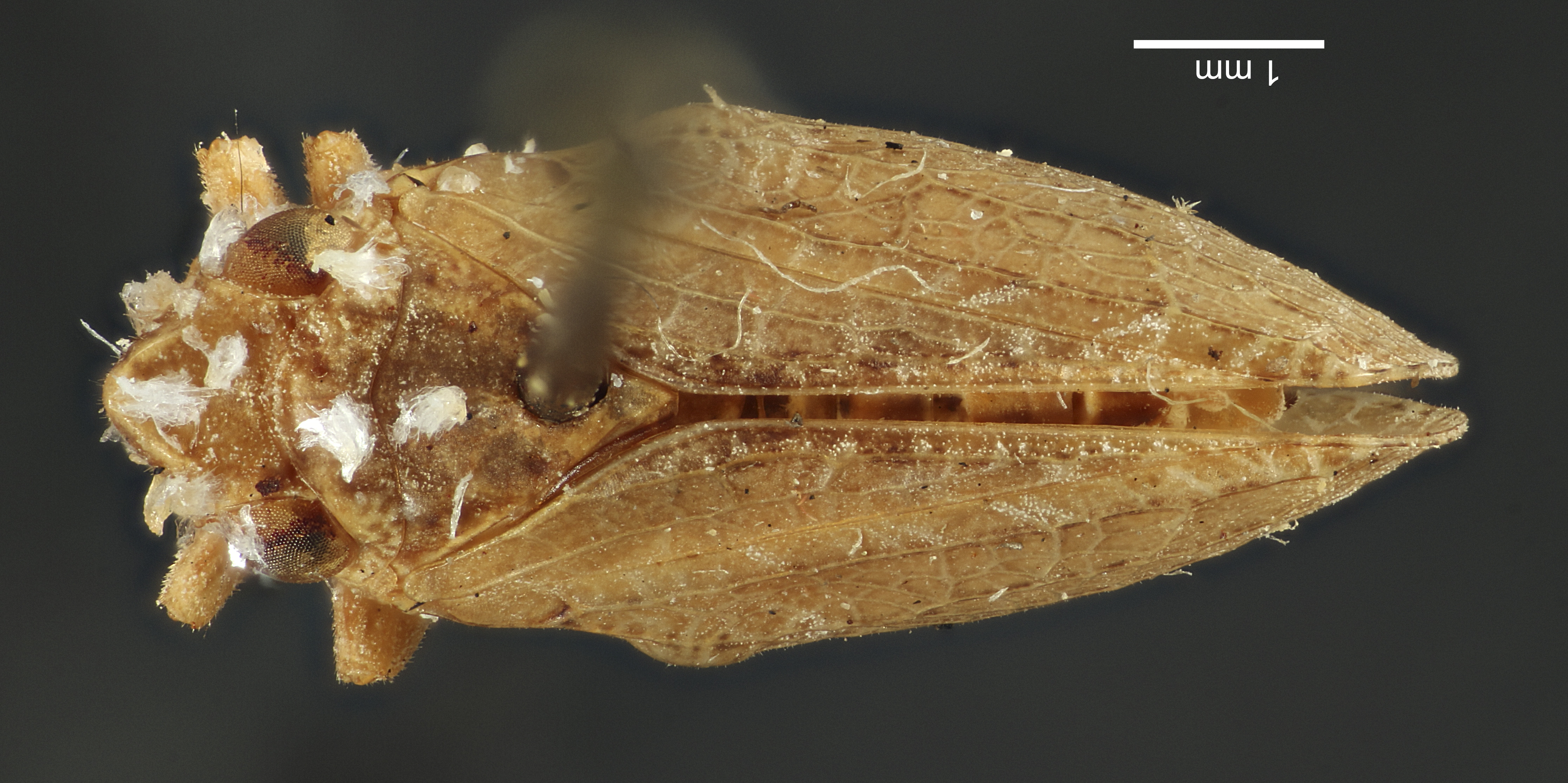 Habitus, dorsal view: !! display not done !! on Philatis major Osborn, 1924: (Observation).