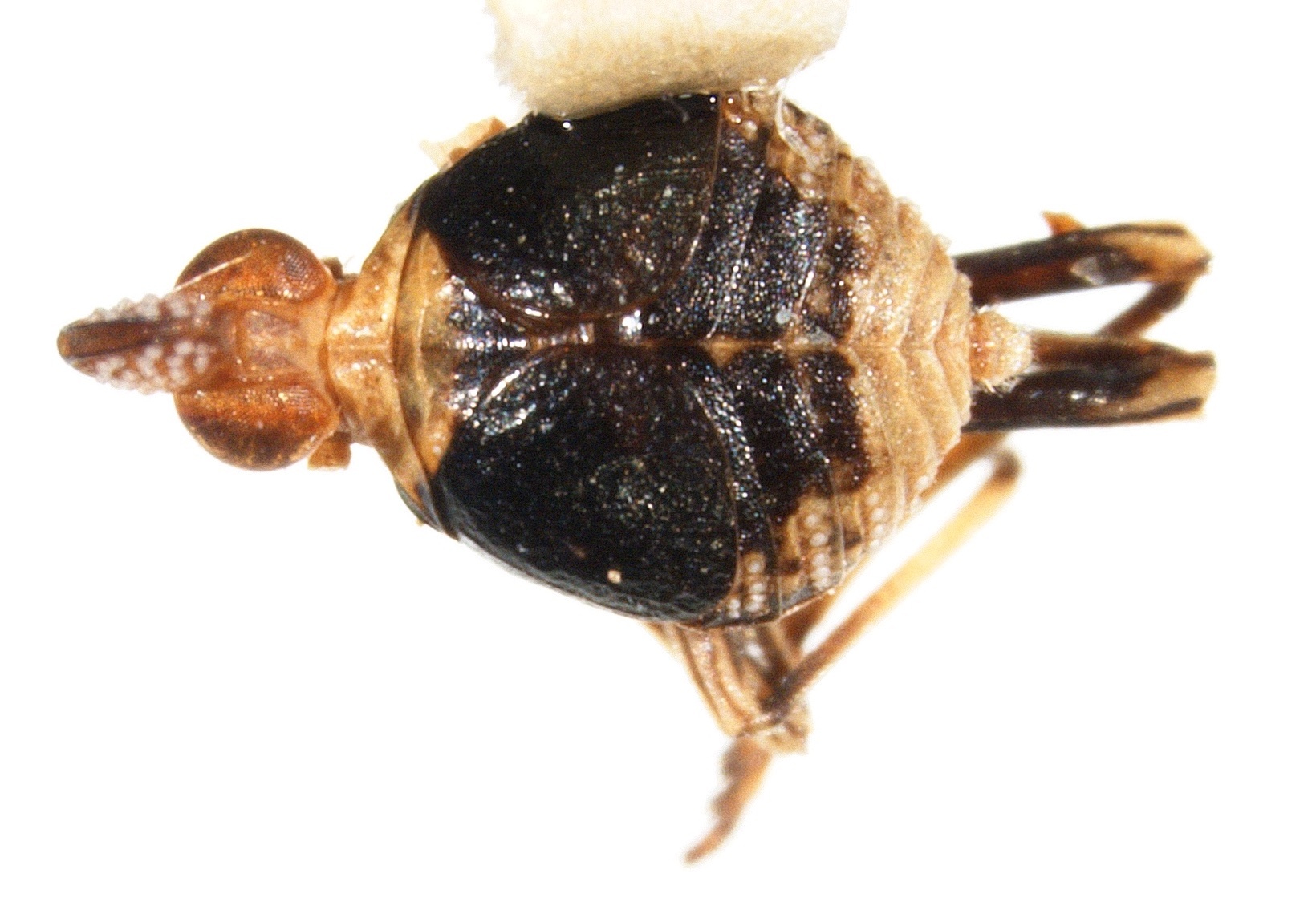 Habitus, dorsal view: !! display not done !! on Acinaca lurida Ball & Hartzell, 1922: (Observation).