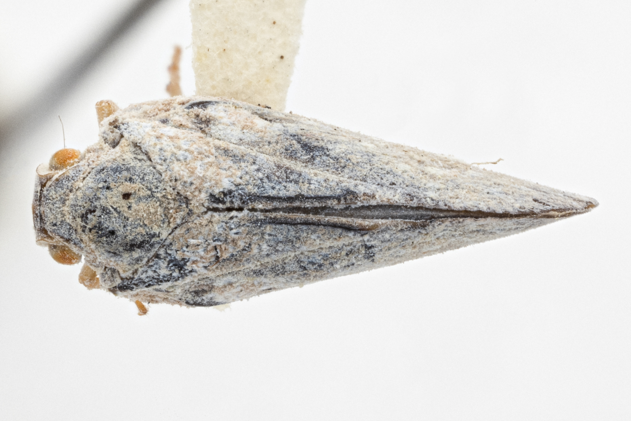 Habitus, dorsal view: (Observation).