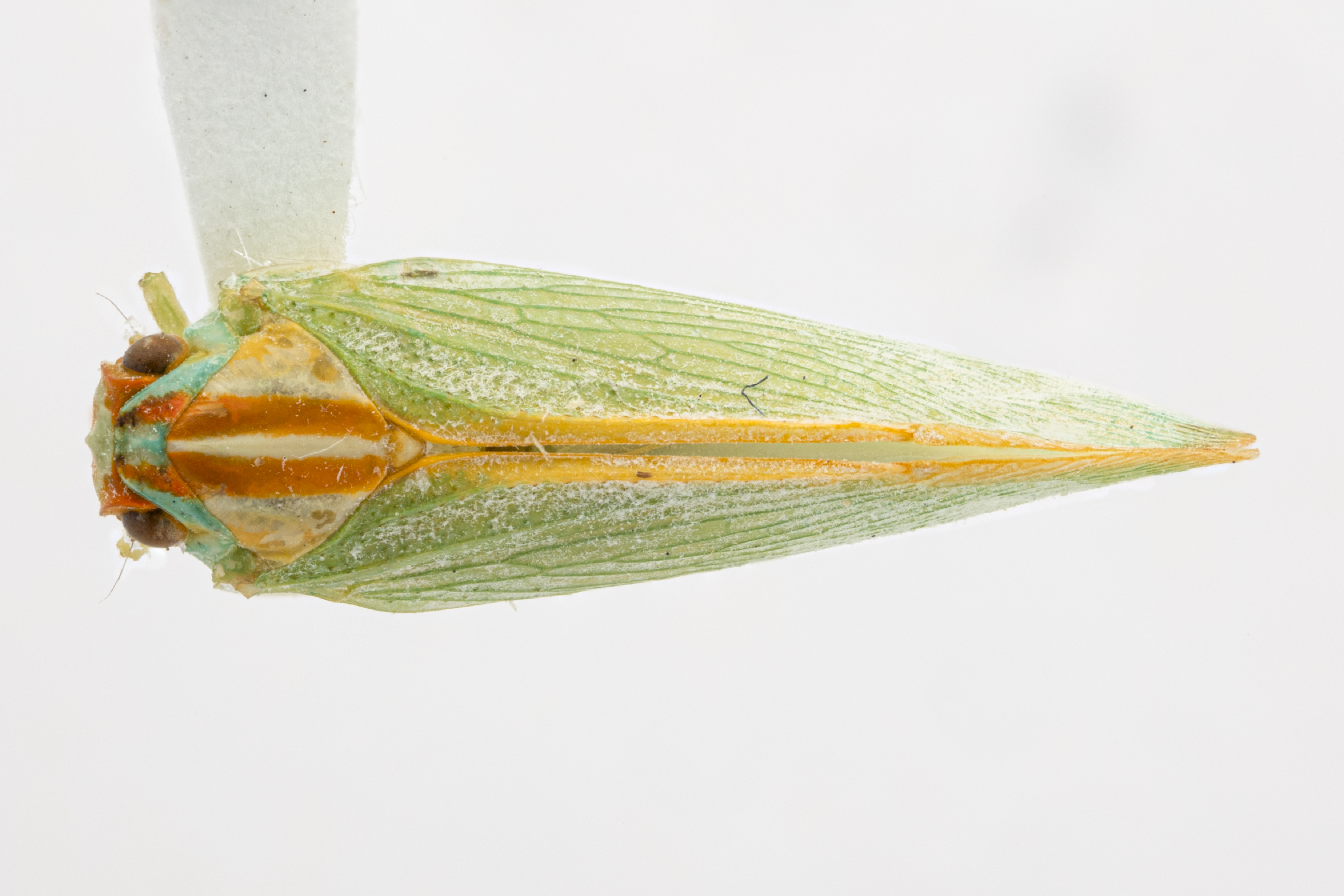 Habitus, dorsal view: !! display not done !! on Ormenaria rufifascia (Walker, 1851): (Observation).