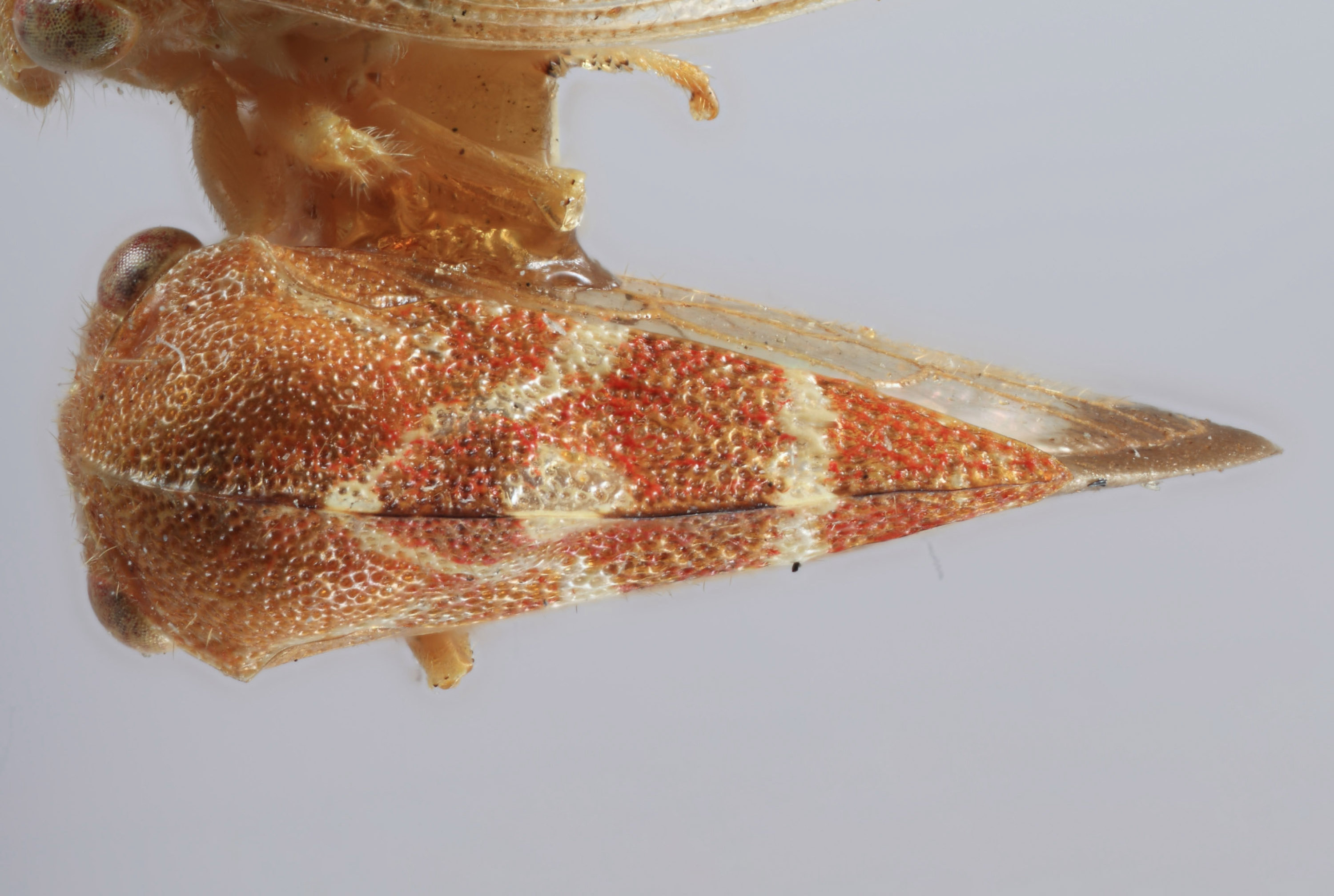 Habitus, dorsal view: !! display not done !! on Cyrtolobus arizonae Ball, 1932: (Observation).