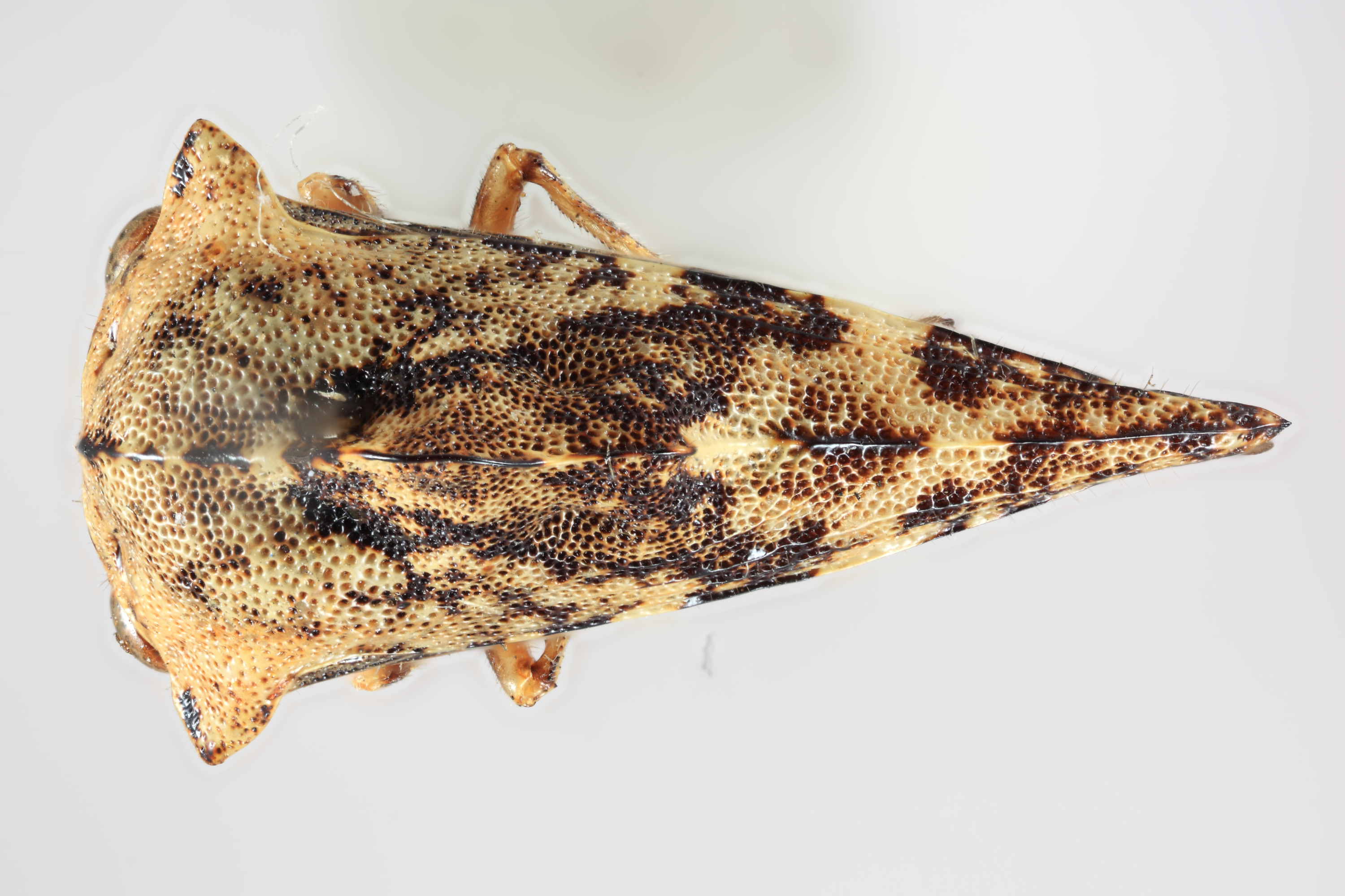 Habitus, dorsal view: !! display not done !! on Heliria fitchi Ball, 1925: (Observation).
