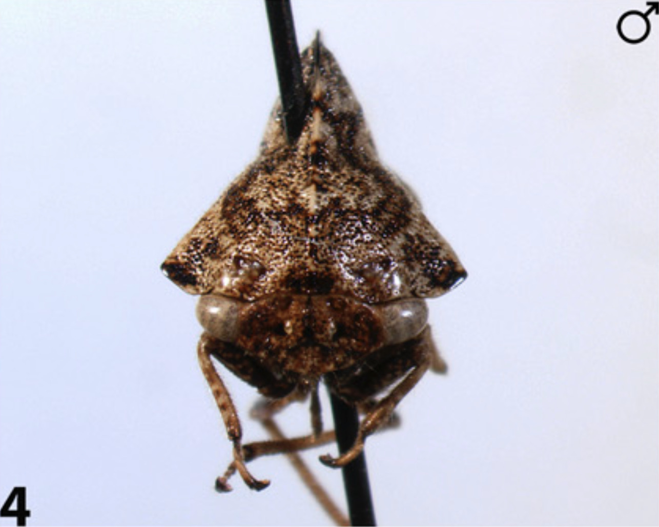 Habitus, dorsal view: !! display not done !! on Telamona salvini Distant, 1879: (Observation).