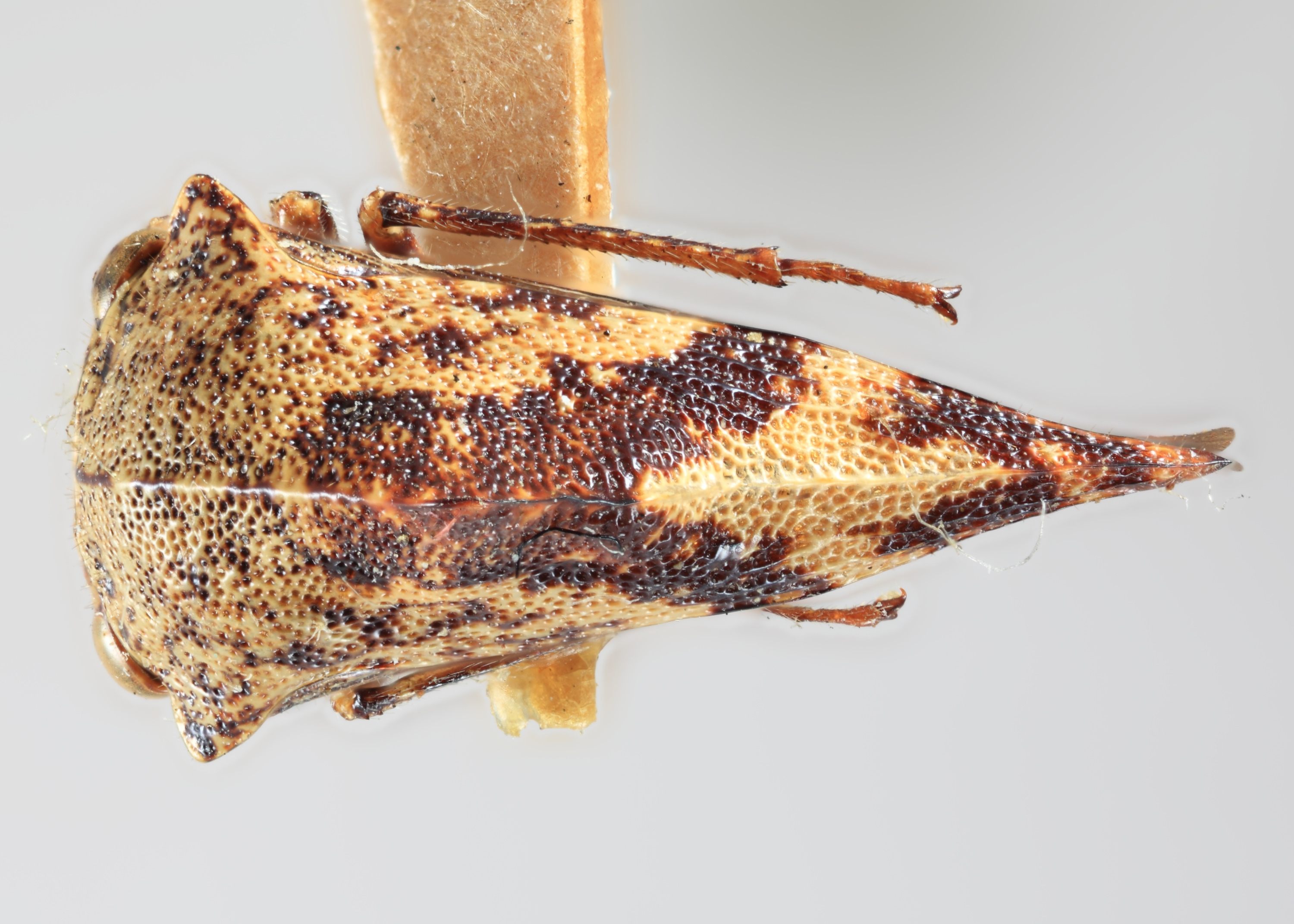 Habitus, dorsal view: (Observation).