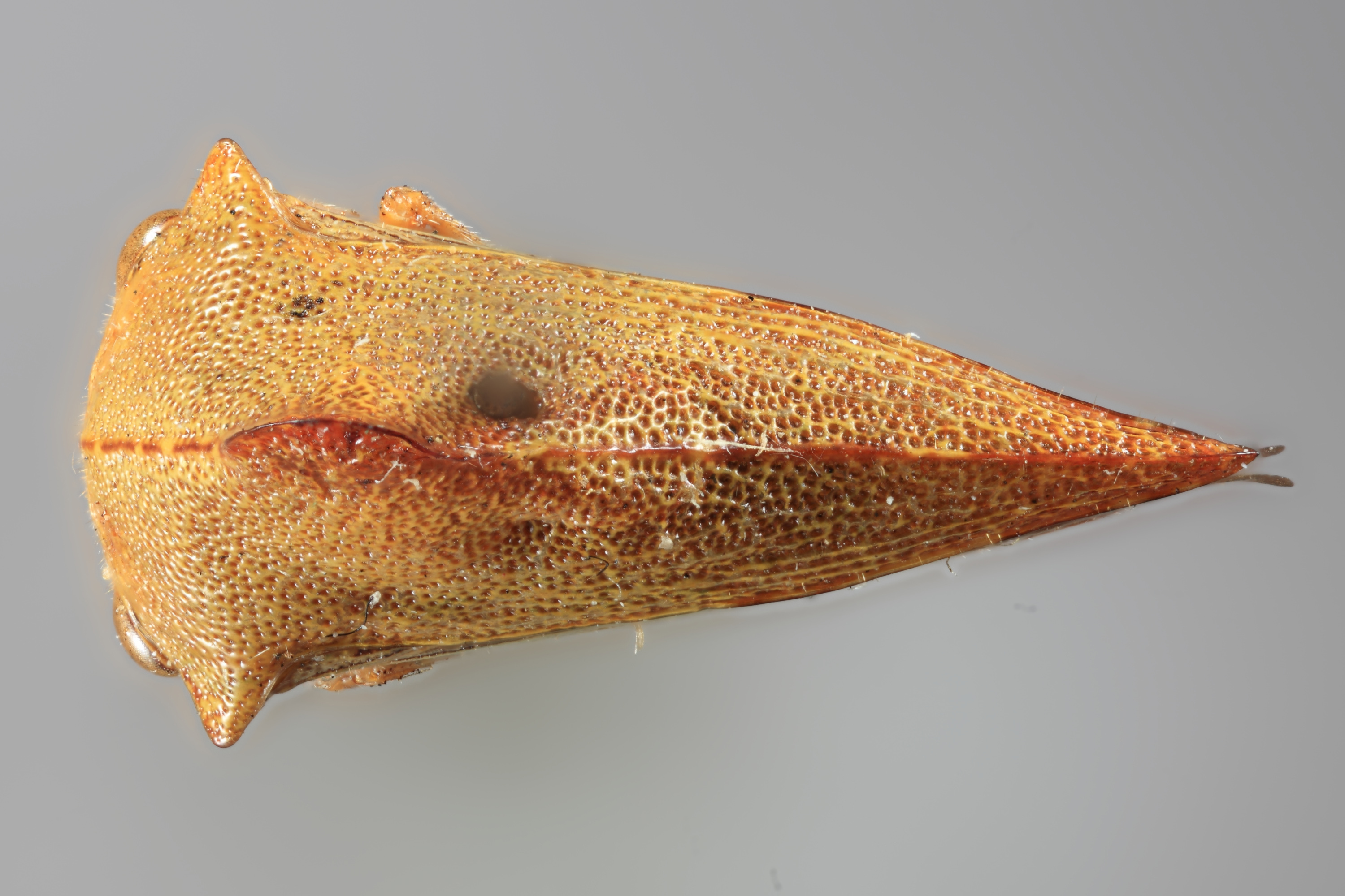 Habitus, dorsal view: !! display not done !! on Telonaca ramona Ball, 1918: (Observation).