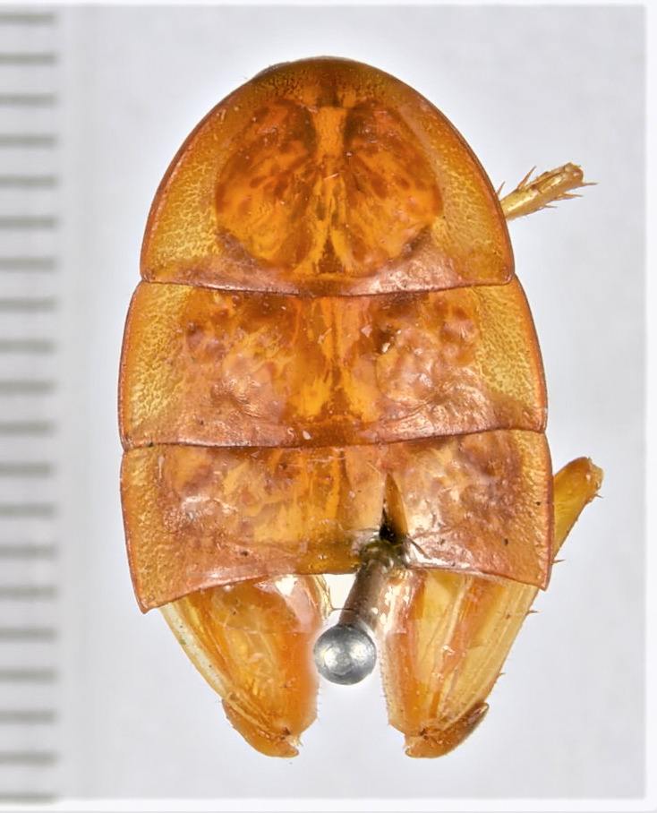 CollectionObject 1552929; 02676223-3ead-421e-9a0b-b8aae85ddaca: (CollectionObject).