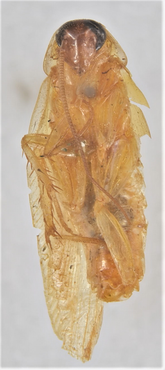 CollectionObject 1552940; 9f1470cd-4694-40b5-86fc-8f76ee9f6174: 13mm. (CollectionObject).