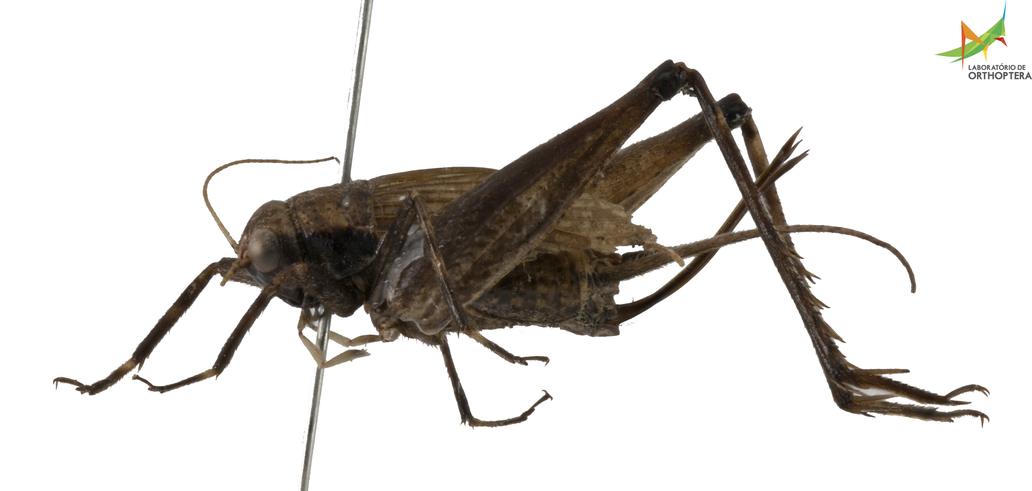 CollectionObject 1849197; 063d4452-50f5-4a13-be52-4b3eef3e8c1b, Unioeste Cascavel LERNE-01: Female. Lateral view. Code: LERNE-01. (CollectionObject).