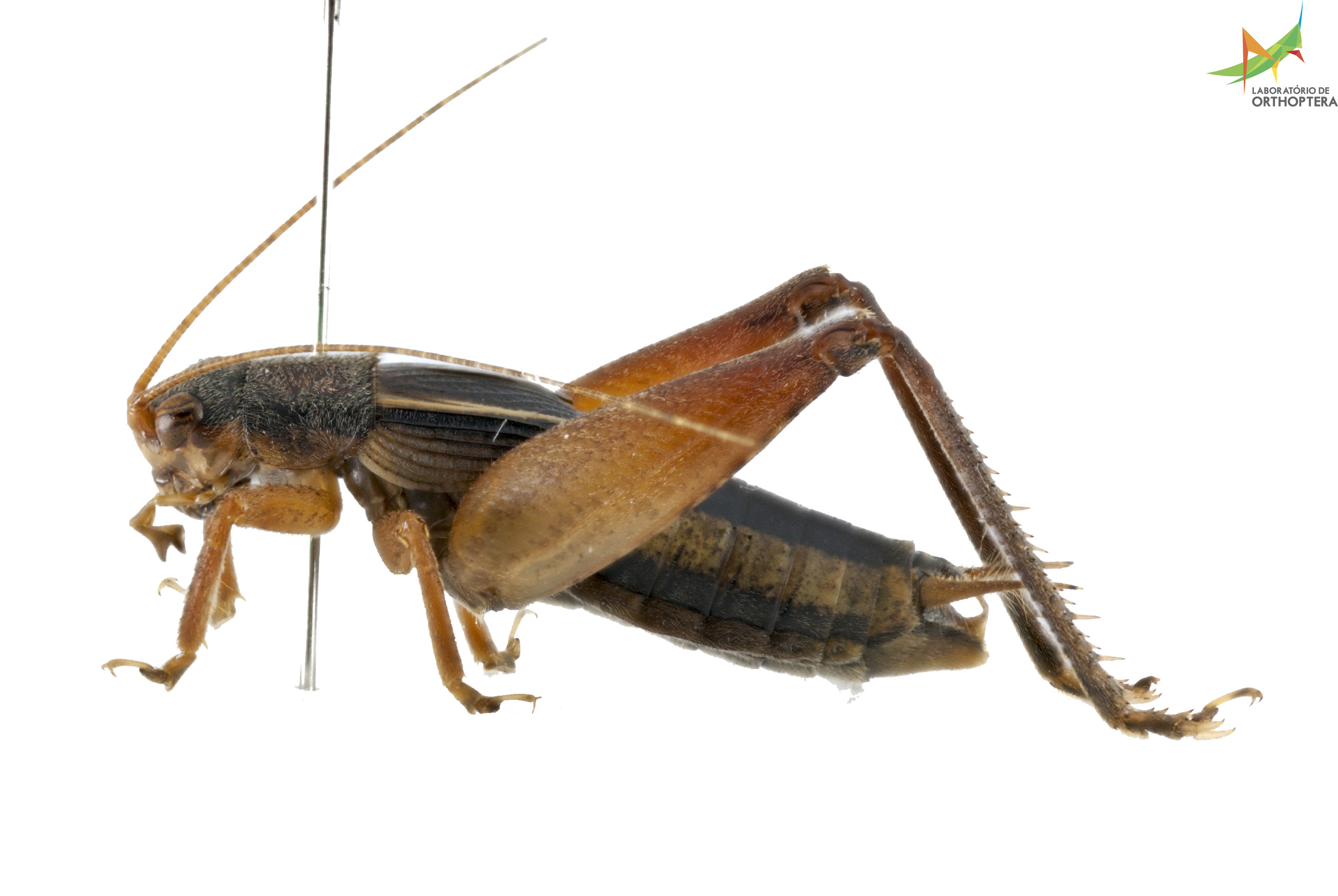 CollectionObject 1849336; 586b769b-fd5f-4acf-8132-dbb42d2ea621, Unioeste Cascavel K-0570: Male. Lateral view. (CollectionObject).