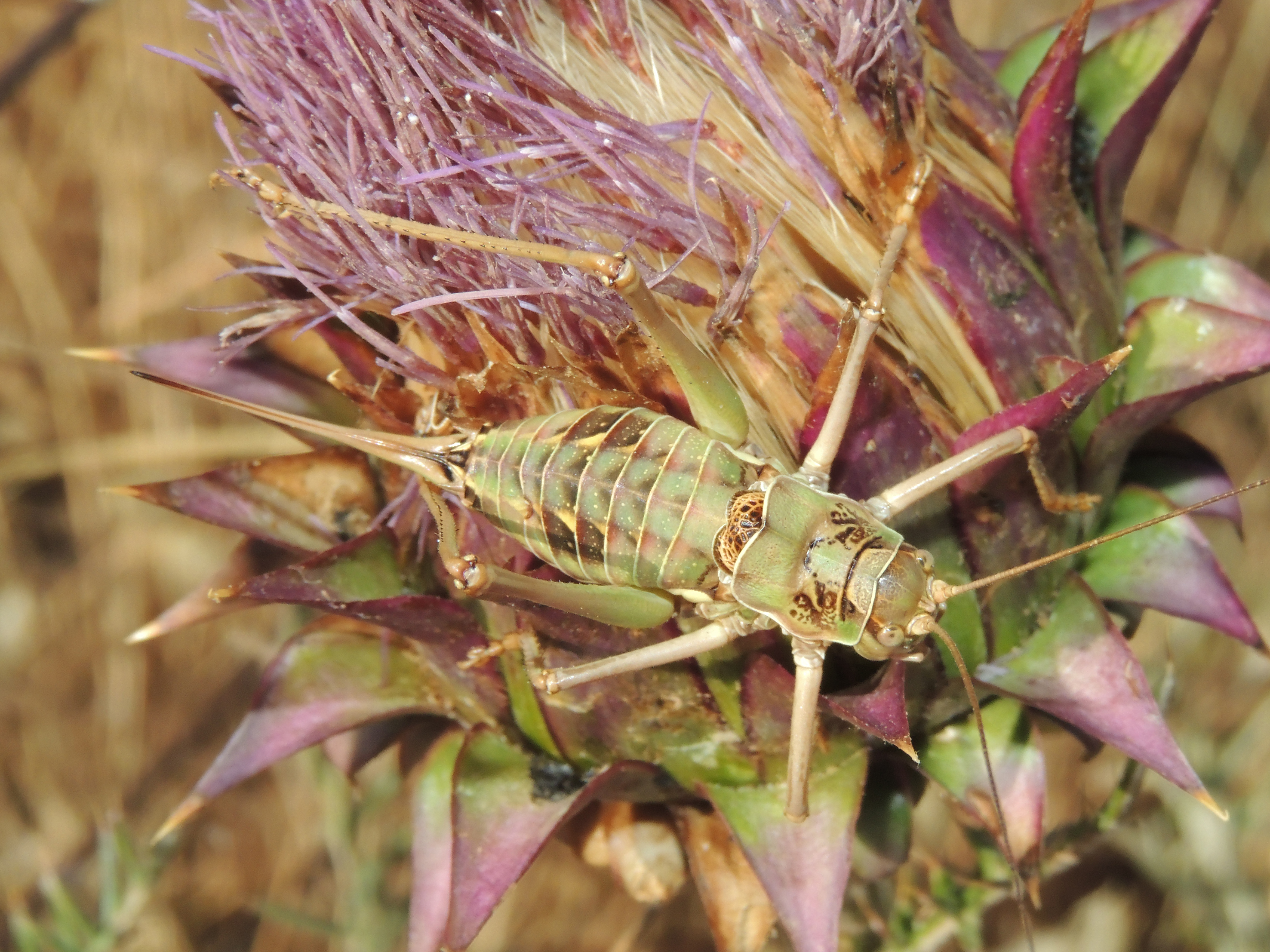 Ephippigerida (Ephippigerida) fernandezi Domenech-Fernández, 2023: female (Cáceres, Trujillo). (Otu).