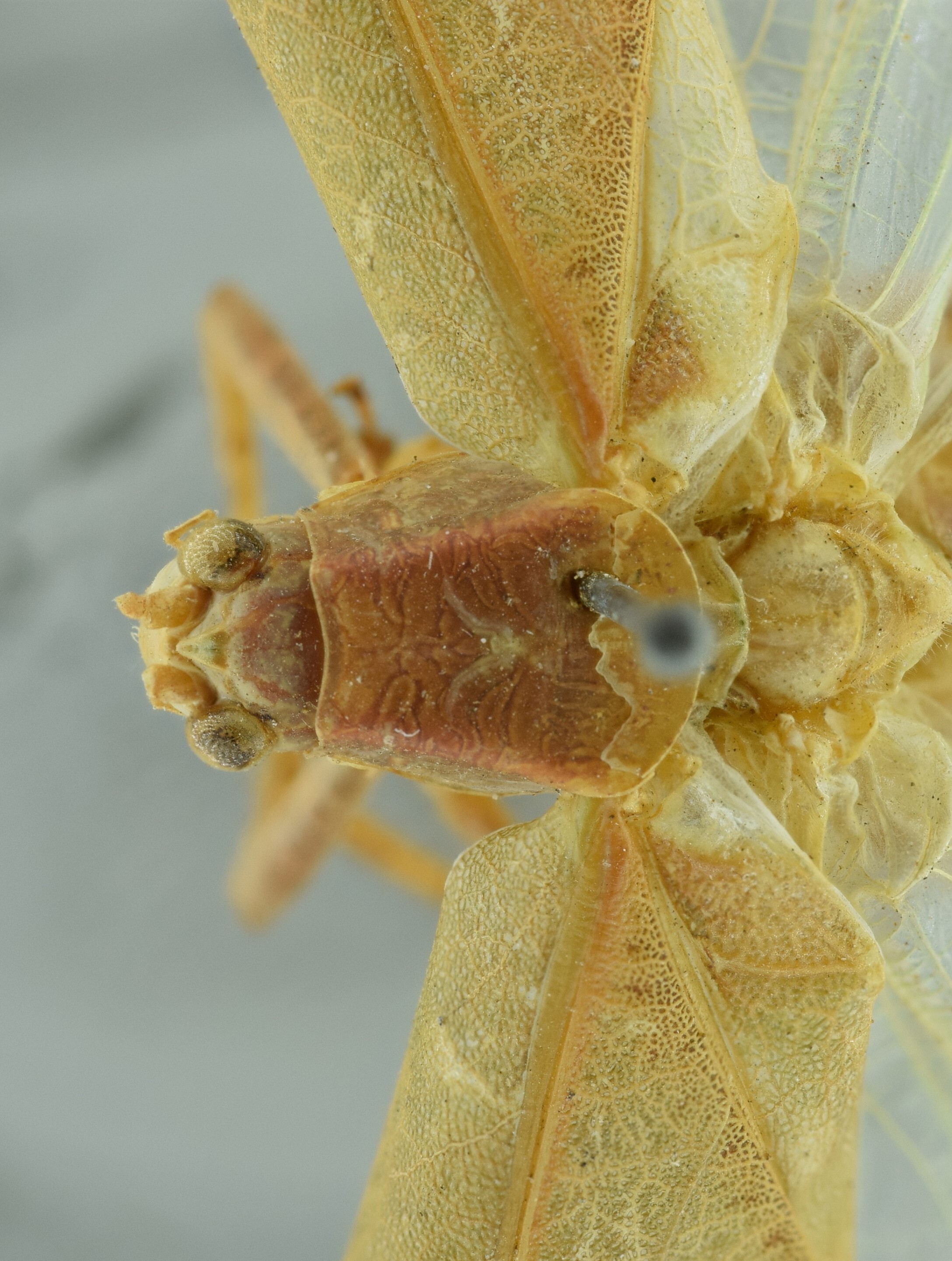 CollectionObject 1532196; 958e9f37-8b9c-4621-9db0-3b213005d99a, NMW No. 2955: male head, pronotum and stridulatory area, dorsal view (holotype). (CollectionObject).