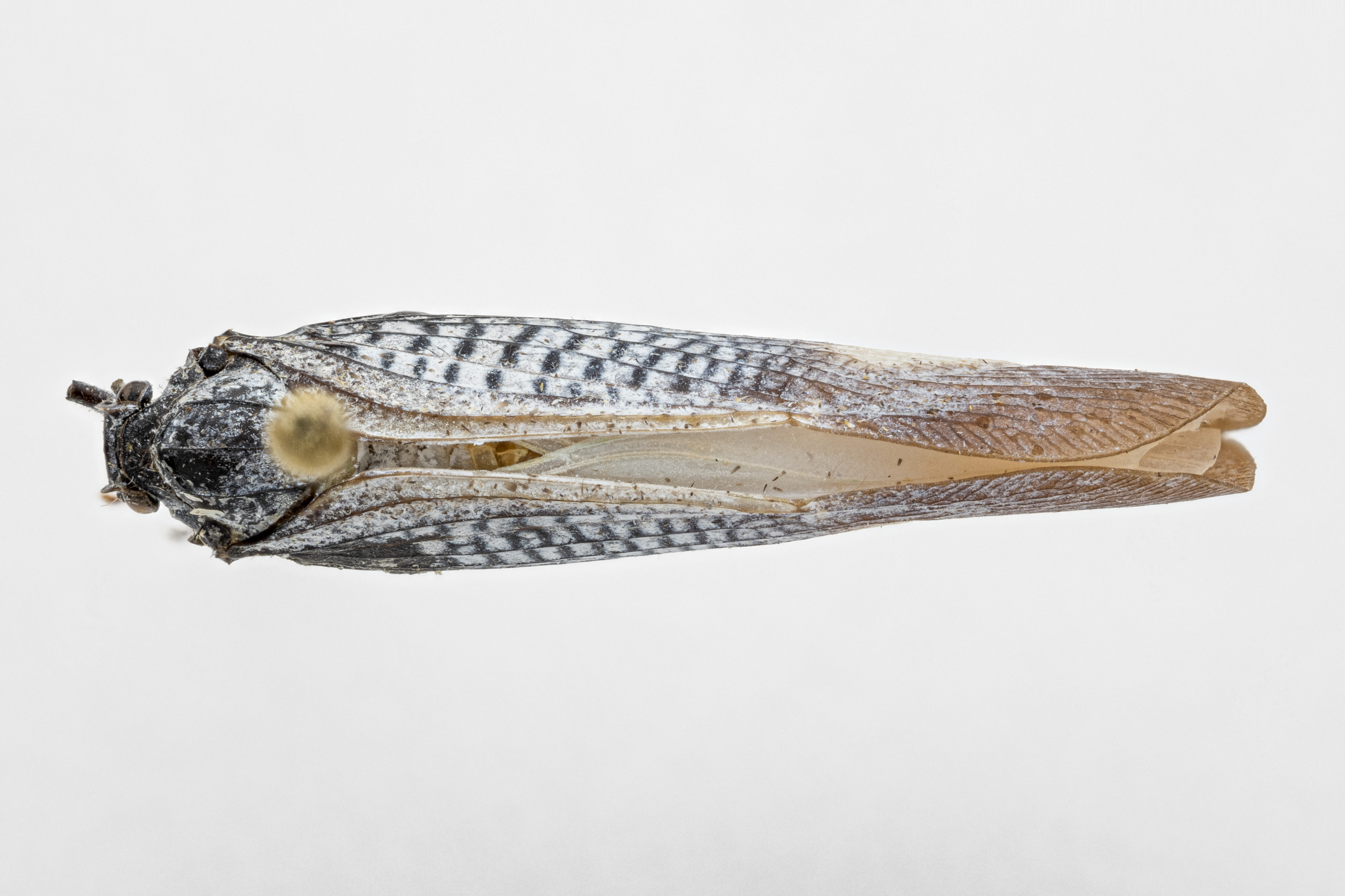Habitus, dorsal view: (Observation).