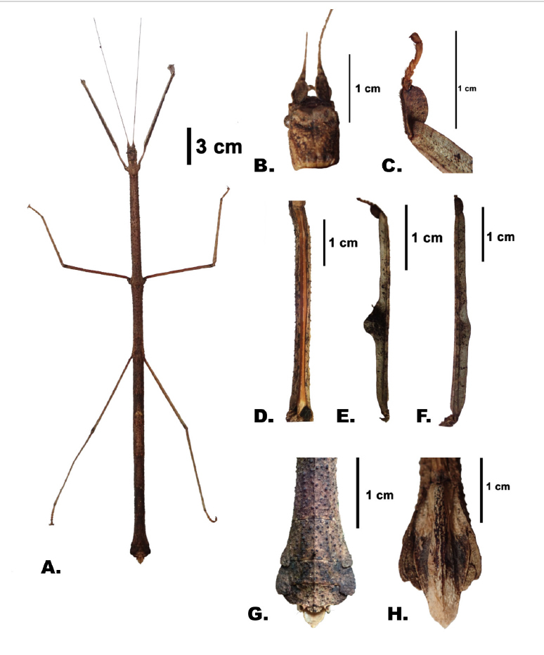 CollectionObject 1911886; fee5ee99-6beb-45f8-91d0-c305e4b5bb6b, UPLB CMU-MZ 51005: copyright CMU-MZ. female (holotype) (a) Habitus, dorsal view, (b) Head, (c) Fore tarsus, (d) Mesosternum, (e) Left foretibia (f) Right foretibia (g) Apex of abdomen (dorsal view) (h) Apex of abdomen subgenital plate (ventral). (CollectionObject).