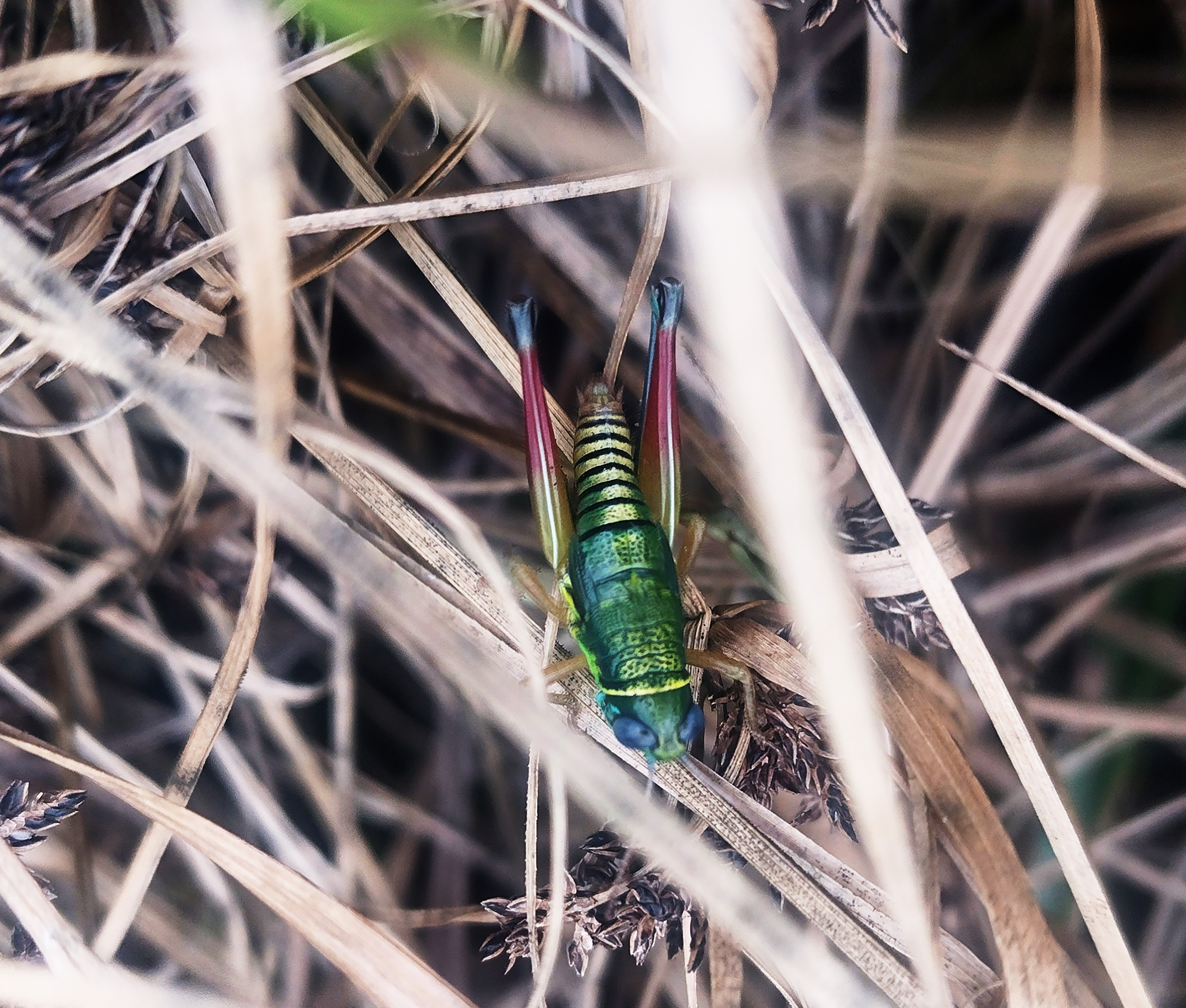 Cylindrotiltus versicolor Ramme, 1929: Female, dorsal view of live specimen, from Mount Bamboutos in Cameroon. 06/2023. (Otu).