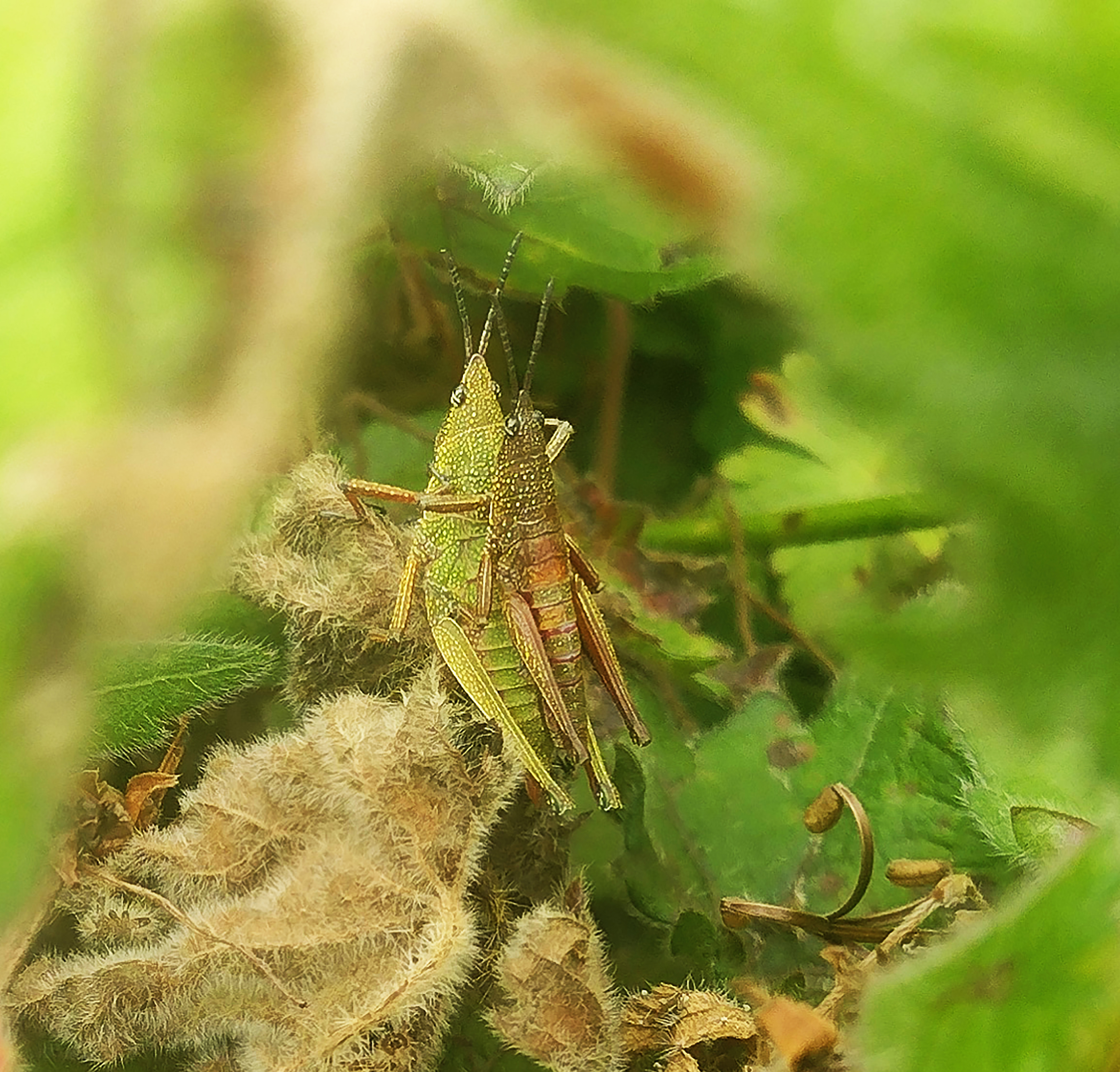 Occidentosphena uvarovi (Rehn, 1942): Male and female, dorsal view of live specimens, from Mount Bamboutos in Cameroon. 12/2023. (Otu).