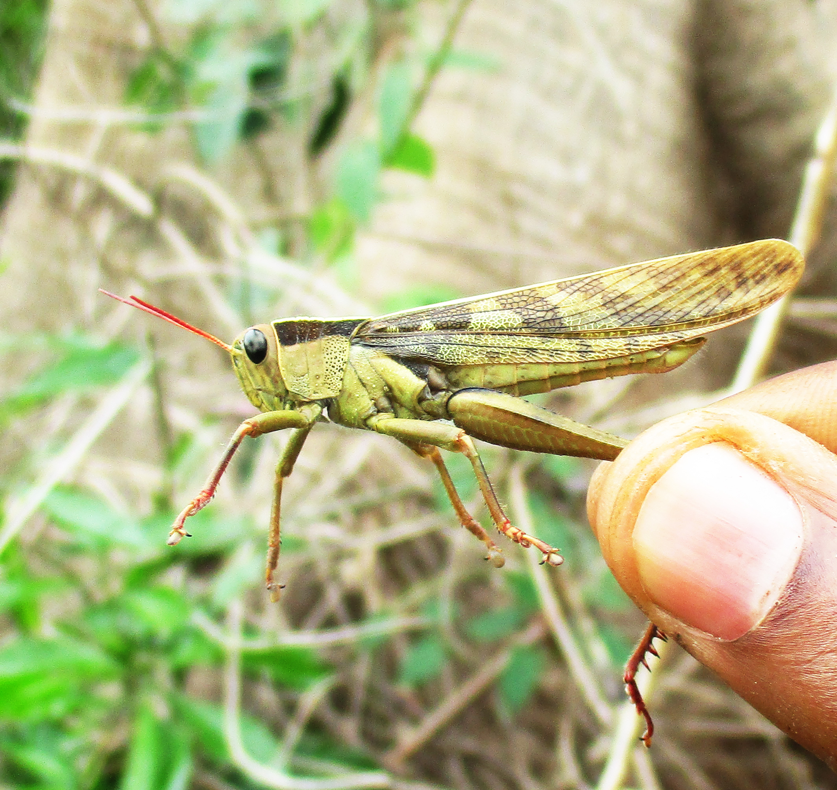 Acanthacris ruficornis (Fabricius, 1787): Male, lateral view of live specimen, from Ongot in the South Cameroon Plateau. 05/2017. (Otu).