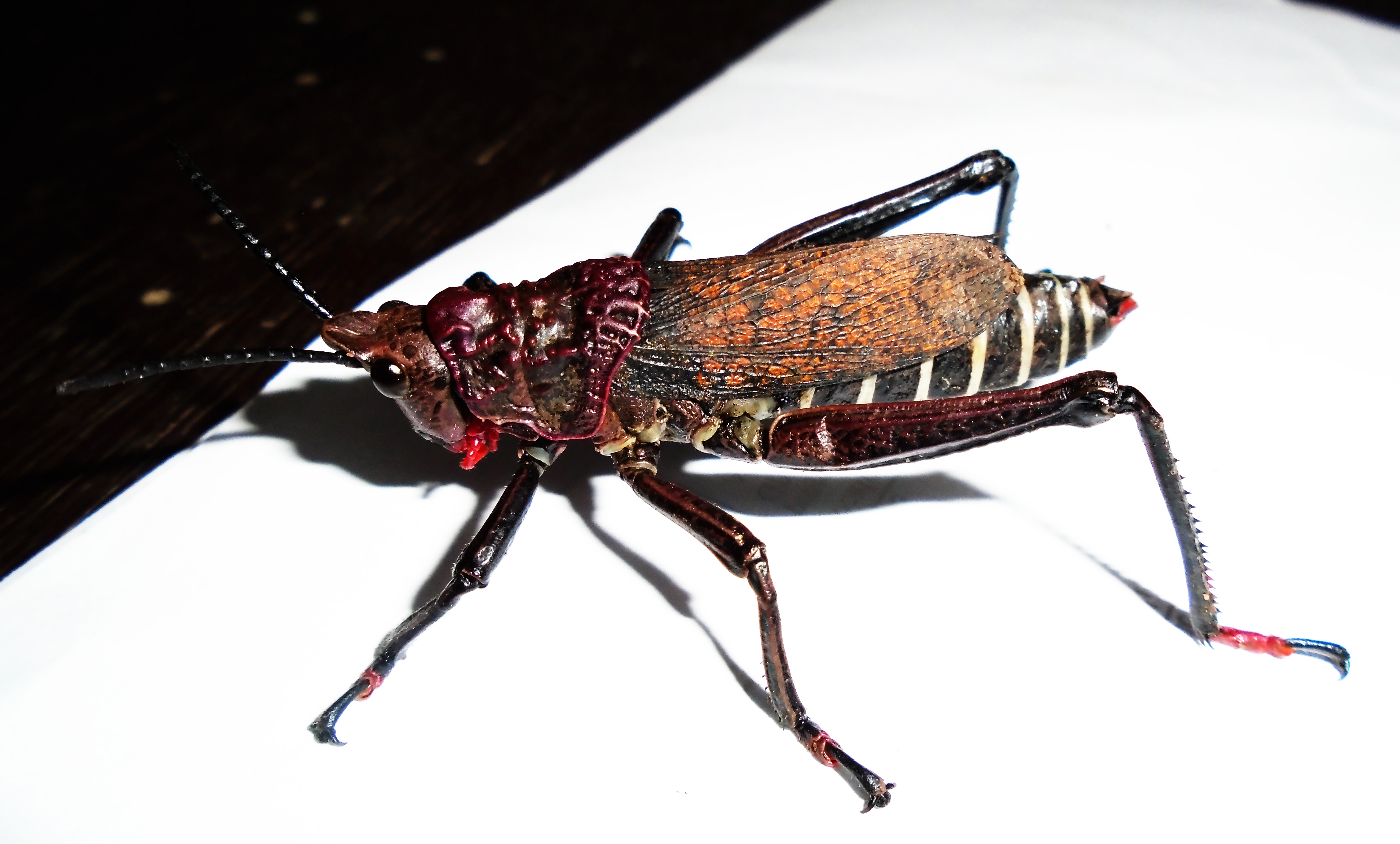 Dictyophorus (Tapesiella) karschi (Bolívar, 1904): Male, latero-dorsal view of live specimen, from Mbalmayo in the South Cameroon Plateau. 06/2016. (Otu).