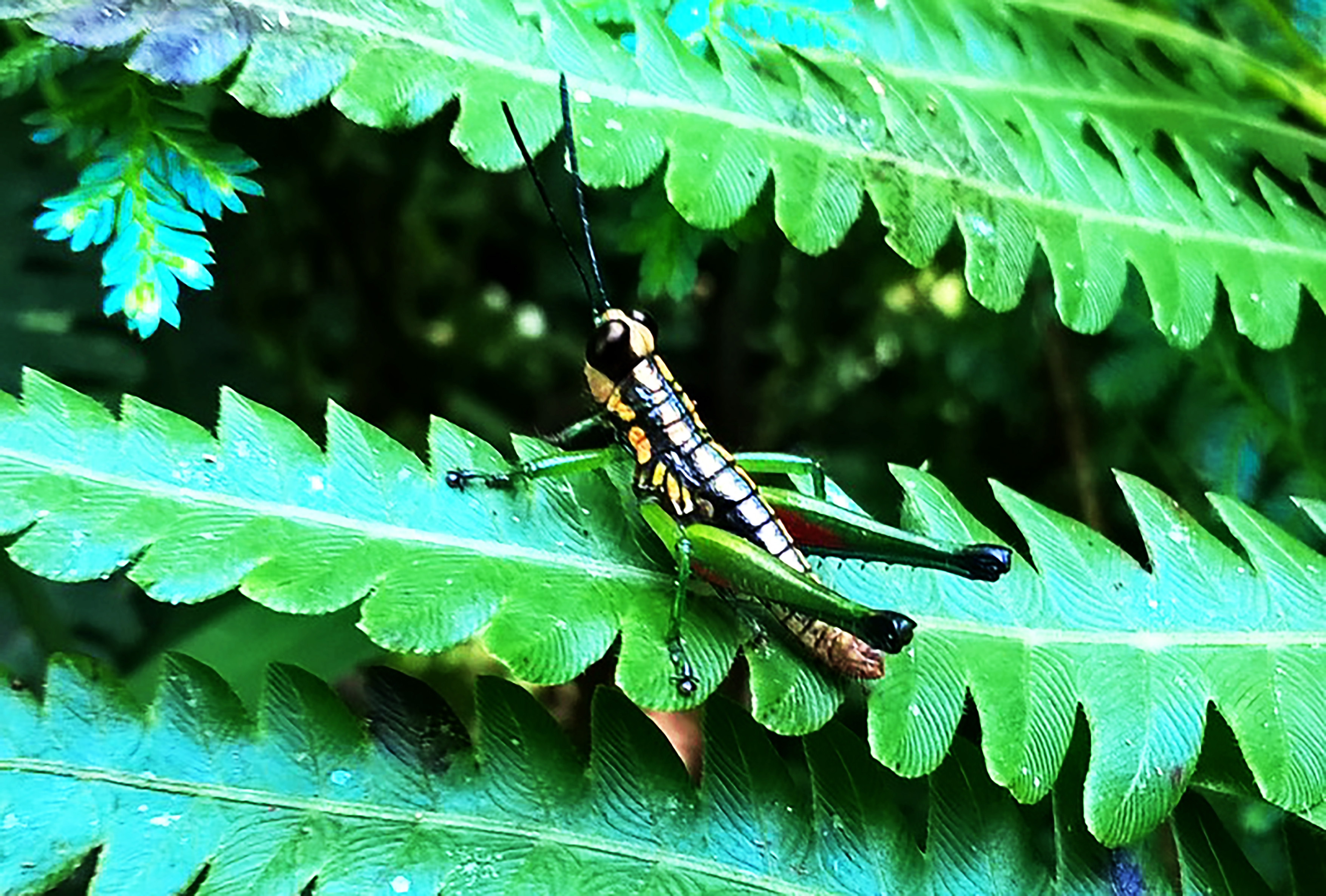 Digentia fasciata Ramme, 1929: Ngutadjap (2°42'N, 11°03'E), Cameroon. Male, latero-dorsal view of live specimen, from Ngutadjap (2°42'N, 11°03'E), in the South Cameroon Plateau. 06/2018. (Otu).