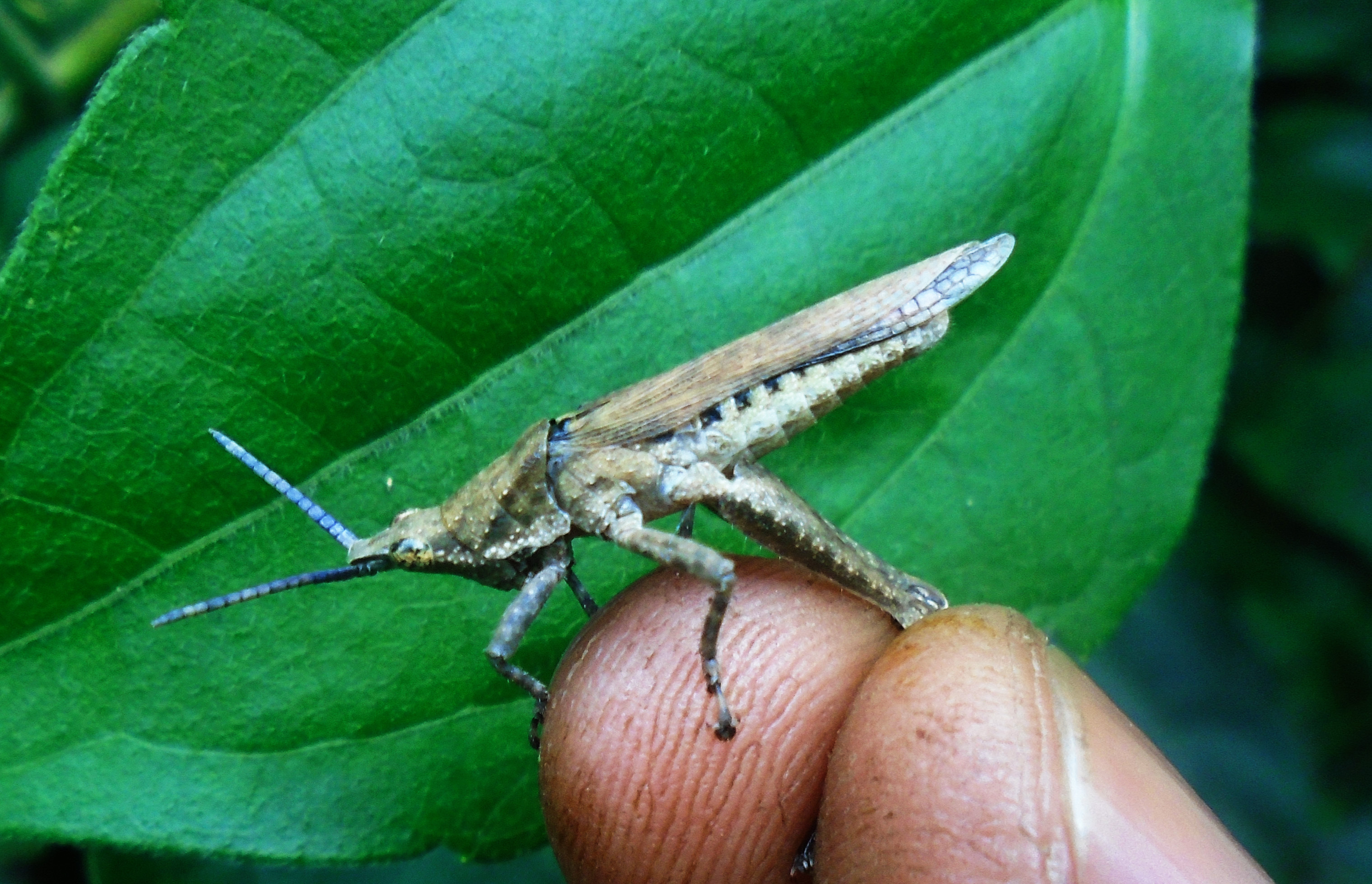 Pyrgomorpha (Phymelloides) vignaudii (Guérin-Méneville, 1847): Male, lateral view of live specimen, from Zamakoe in the South Cameroon Plateau. 04/2020. (Otu).