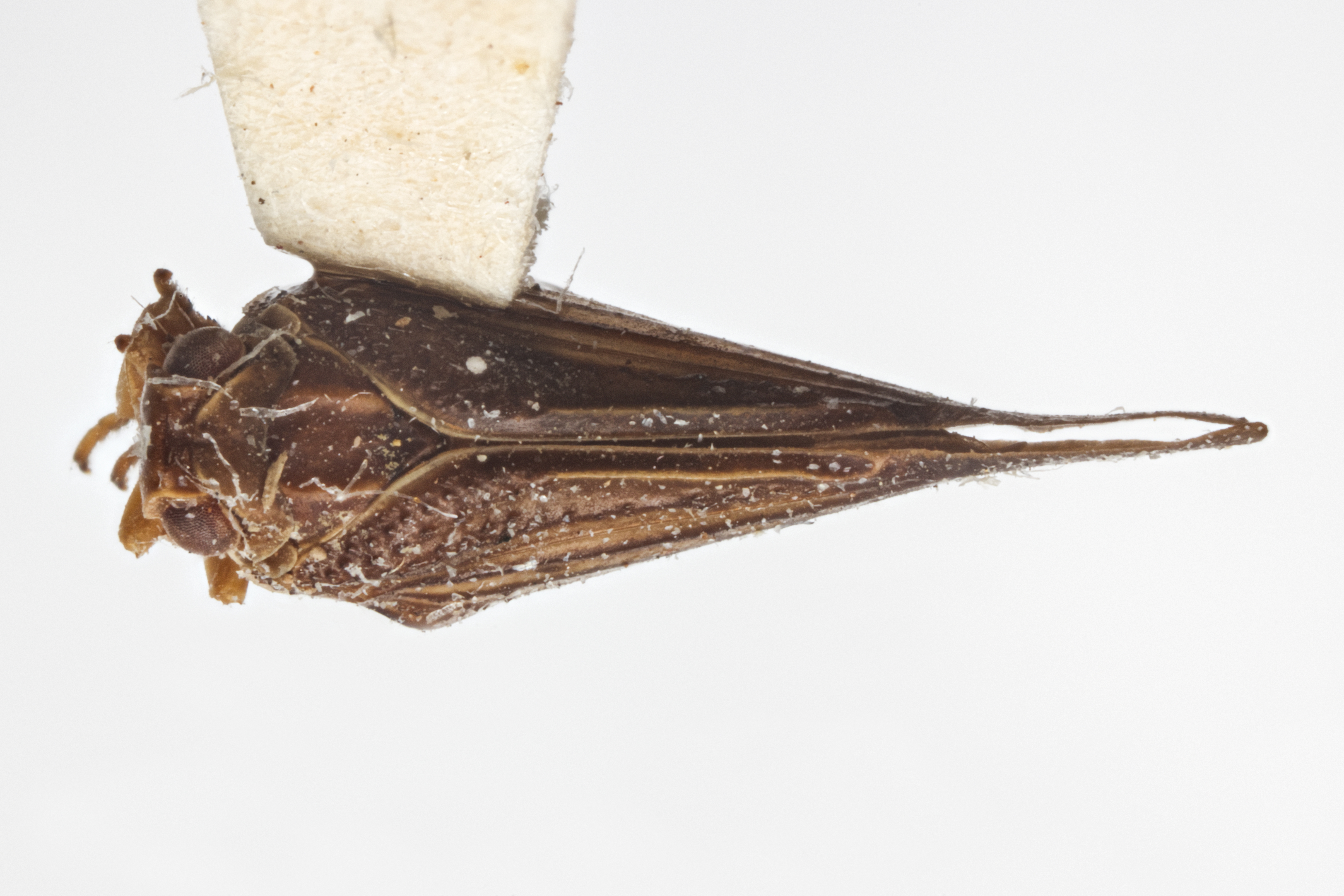 Habitus, dorsal view: (Observation).
