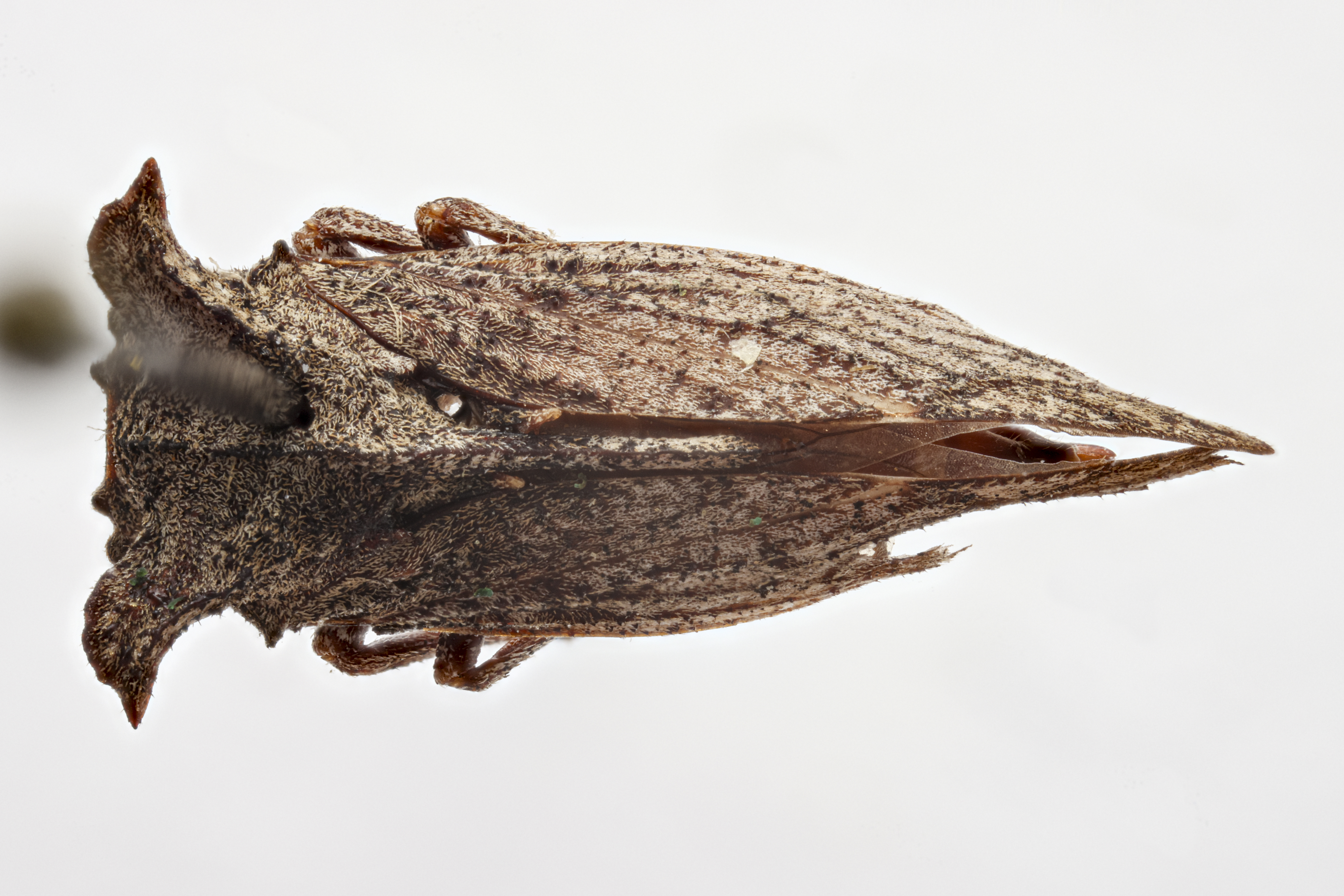 Habitus, dorsal view: !! display not done !! on Tumecauda schaefferi Goding, 1930: (Observation).