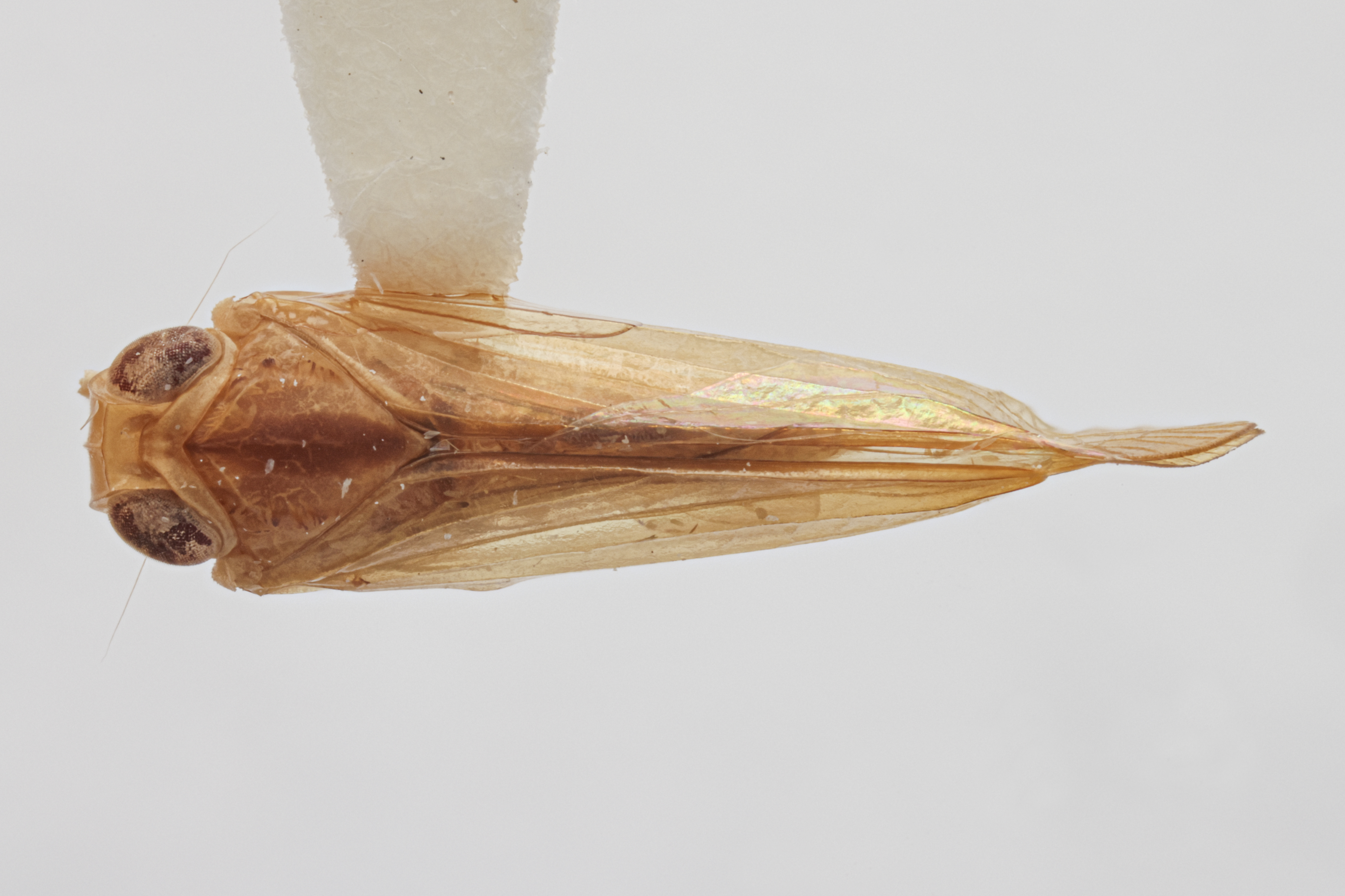 Habitus, dorsal view: (Observation).