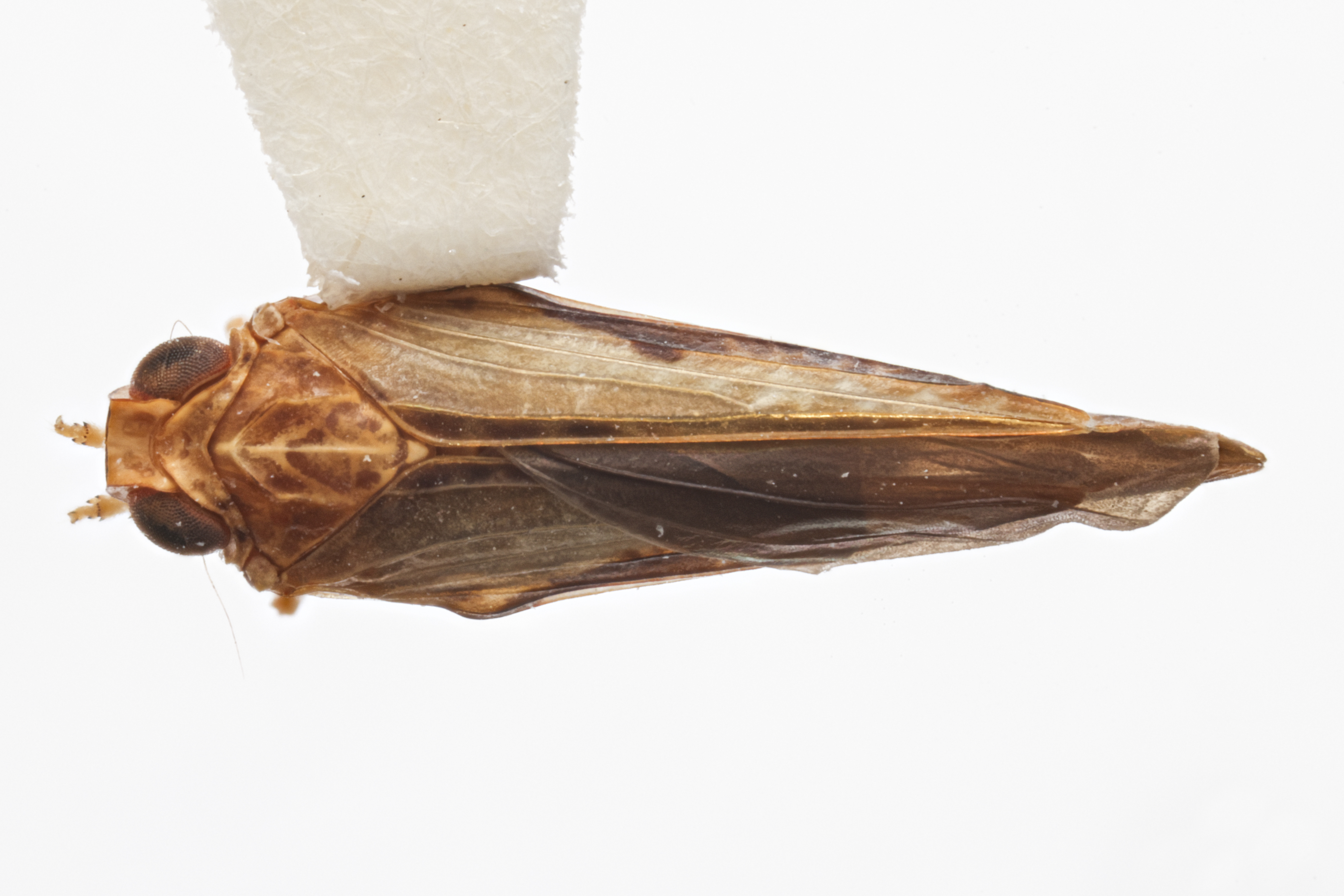 Habitus, dorsal view: (Observation).