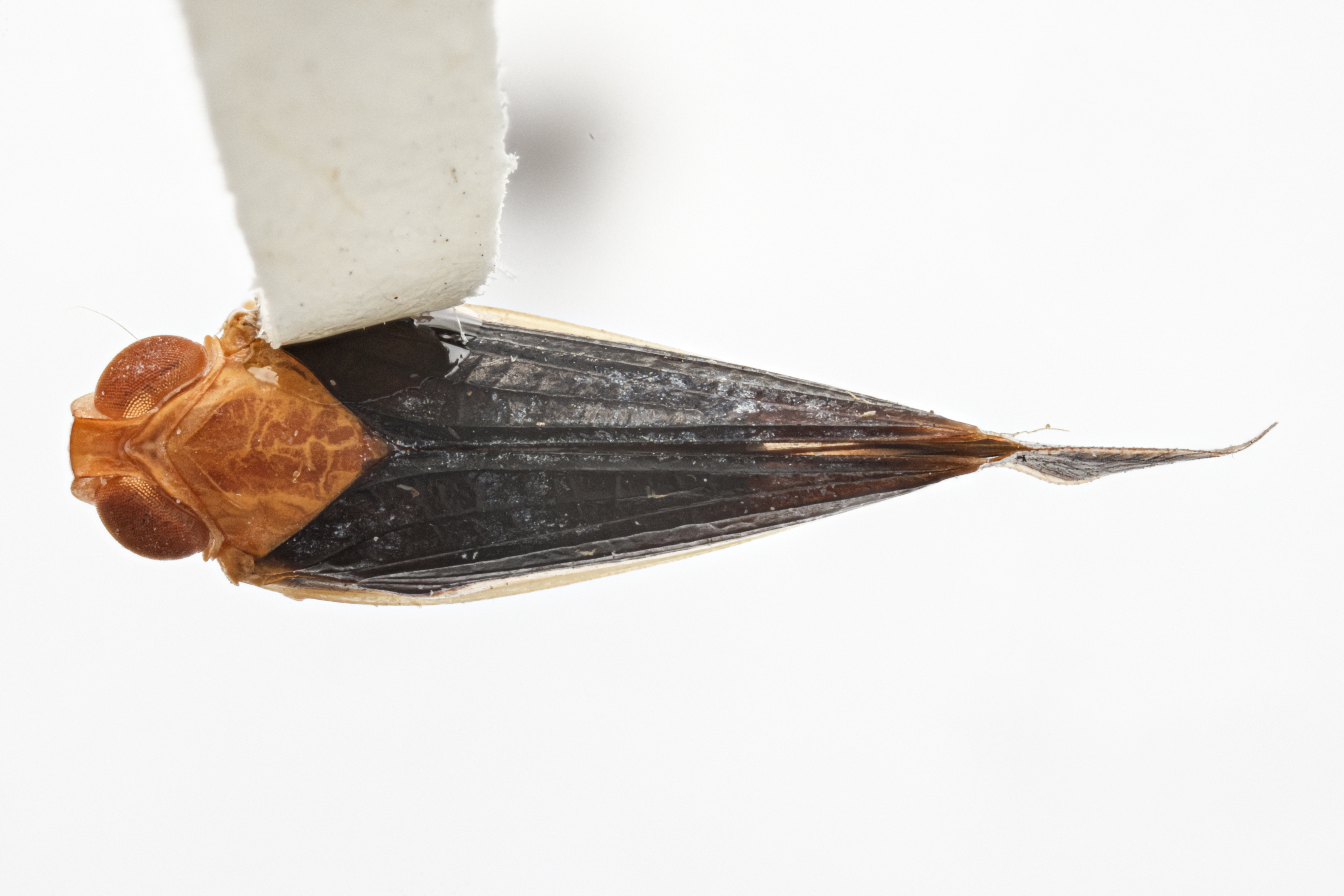 Habitus, dorsal view: (Observation).