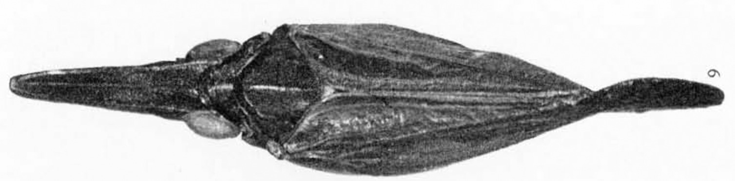 Habitus, dorsal view: (Observation).