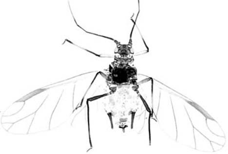 Habitus, dorsal view.: Body of A. illinoisensis. (Observation).