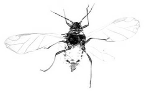 Habitus, dorsal view.: Body of A. middletoni. (Observation).