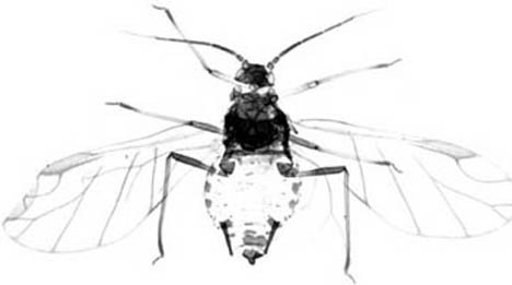 Habitus, dorsal view.: Body of A. sambuci. (Observation).