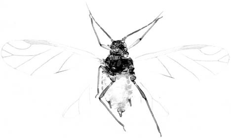 Habitus, dorsal view.: Body of A. thaspii. (Observation).