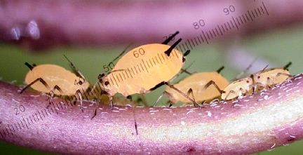 Aphis (Aphis) nerii Boyer de Fonscolombe, 1841: on Asclepias incarnata (Photo:Ohnesorg, W.). (Otu).