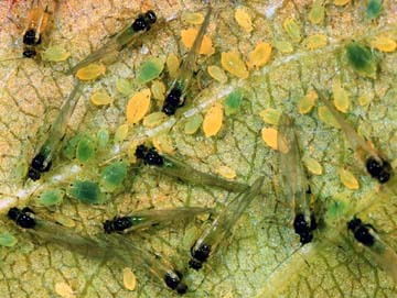 Aphis (Aphis) glycines Matsumura, 1917: on Glycines max (Photo:Voegtlin, D. J.). (Otu).