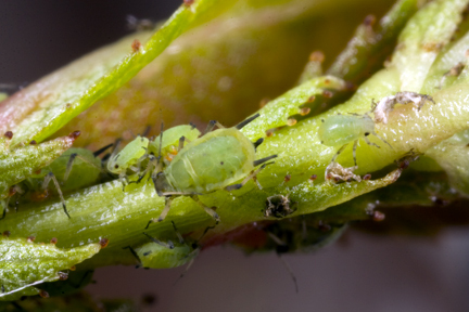 Aphis (Aphis) spiraecola Patch, 1914: on Crataegus sp (Photo:Voegtlin, D.). (Otu).