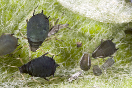 Aphis (Aphis) rumicis Linnaeus, 1758: Aptera colony on Rumex crispus (Photo:Voegtlin, D.). (Otu).