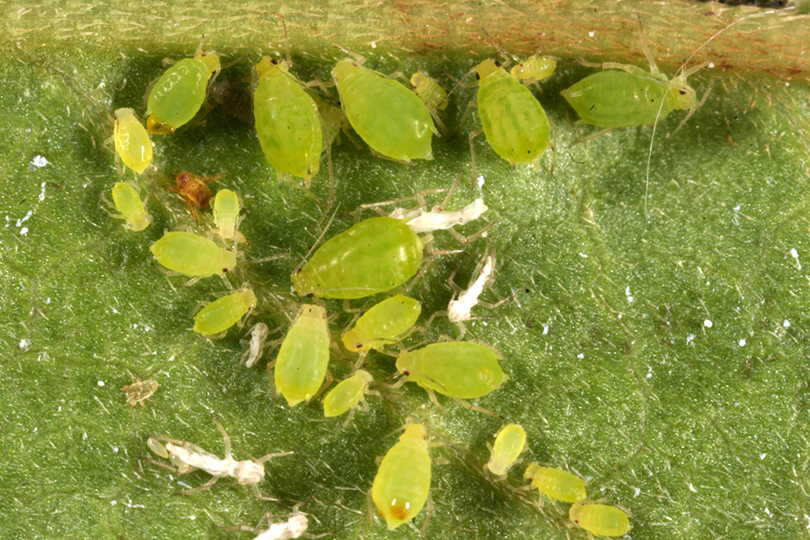 Aphis (Aphis) nasturtii Kaltenbach, 1843: Aptera of A. nasturtii (Photo:Voegtlin, D.). (Otu).
