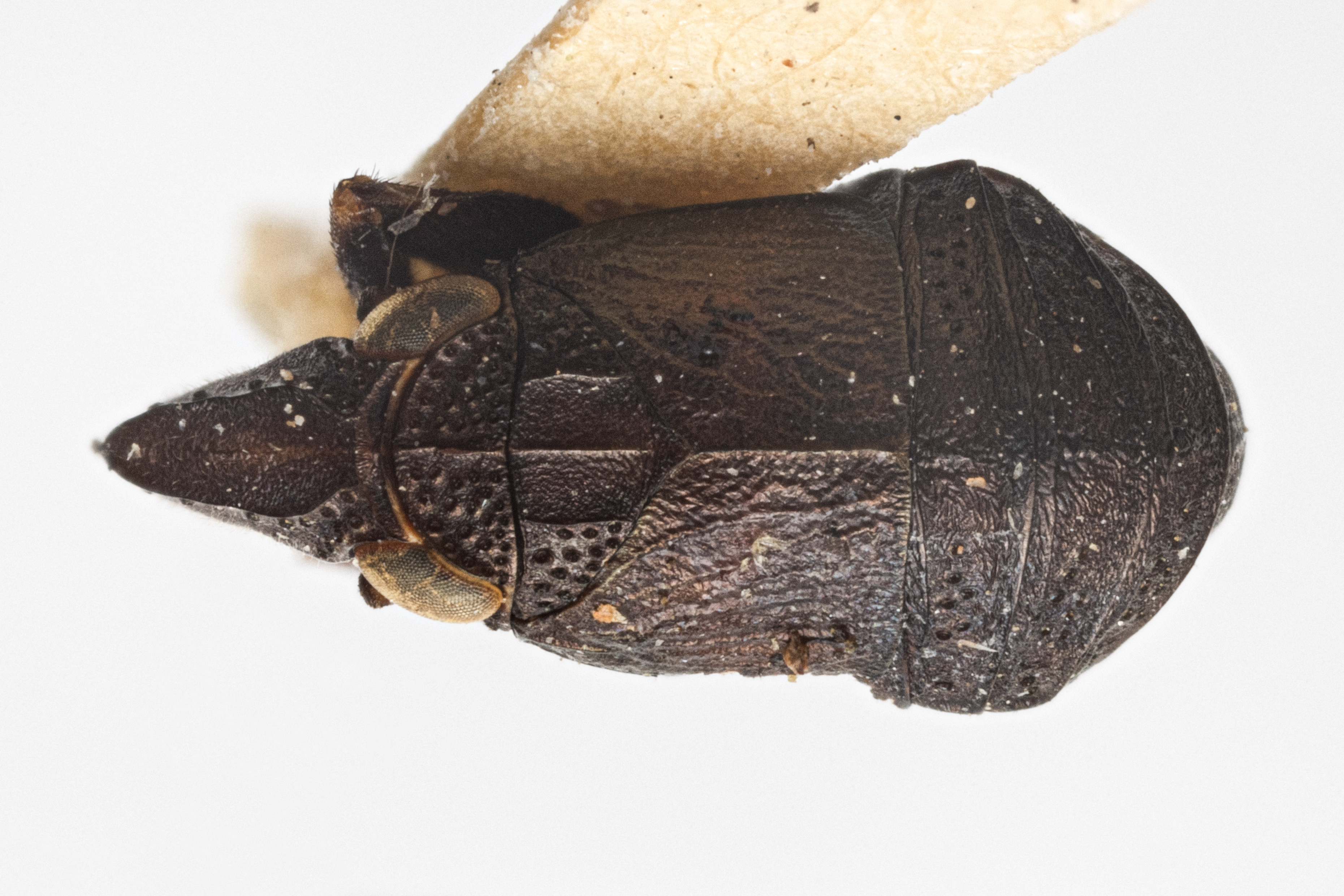 Habitus, dorsal view: !! display not done !! on Fitchiella grandis Lawson, 1933: (Observation).