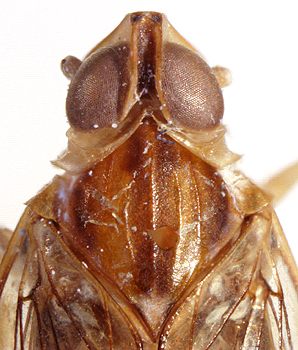 Habitus, dorsal view: (Observation).