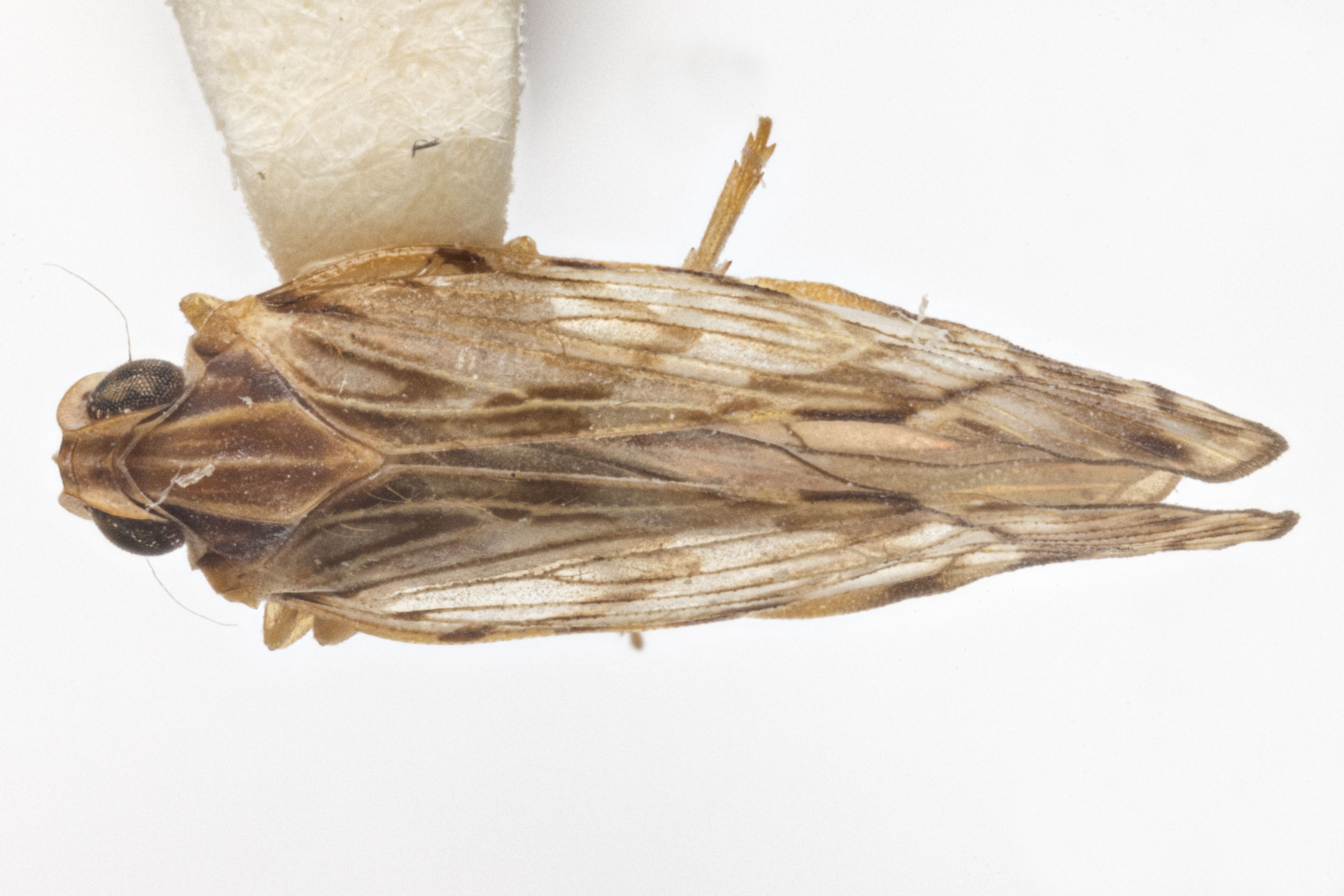 Habitus, dorsal view: !! display not done !! on Pintalia alta Osborn, 1935: (Observation).