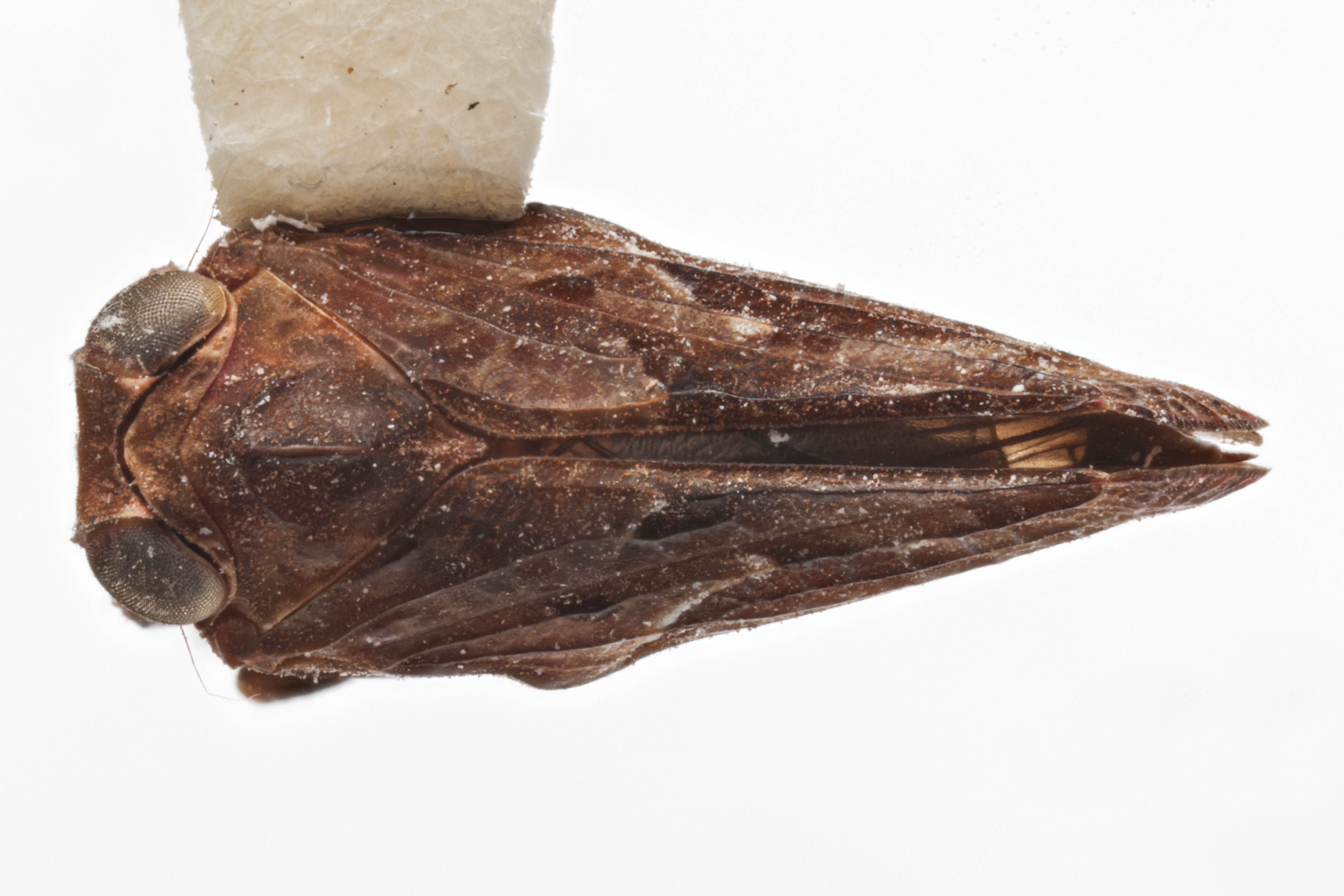 Habitus, dorsal view: !! display not done !! on Dozierana Gnezdilov, 2018: (Observation).